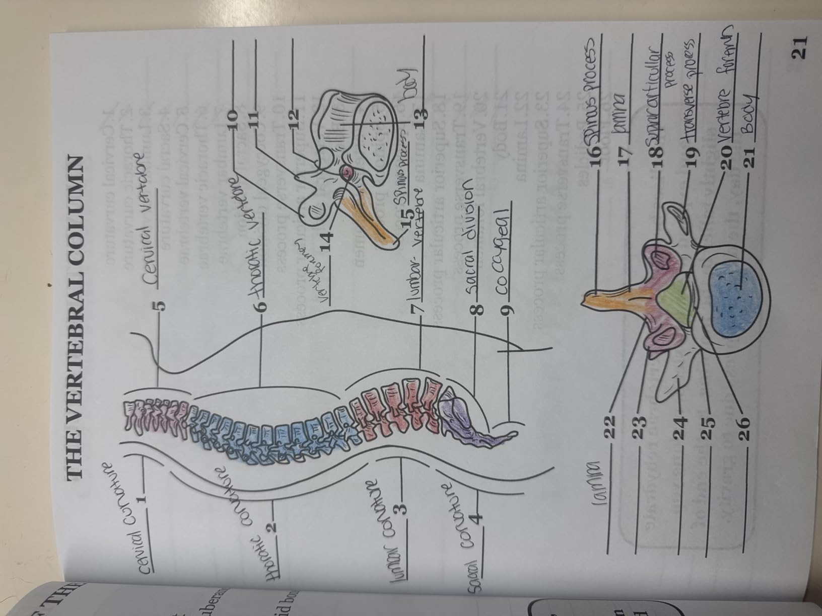 Human Anatomy Coloring Book: 150 Detailed Illustrations & 70 Fascinating Facts in an Anatomy and Physiology Workbook for Adults, Medical Students, & Nurses Focused on Advanced Body Systems Learning customer photo 1