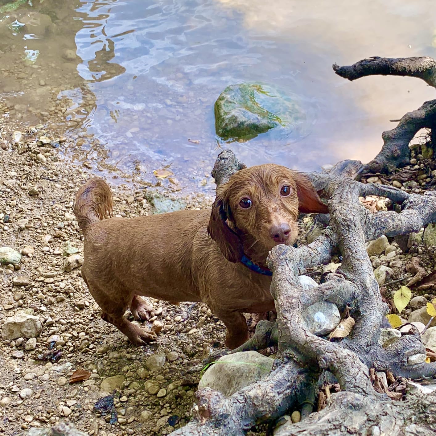 Hot Dog: (Winner of the 2023 Caldecott Medal) customer photo 2
