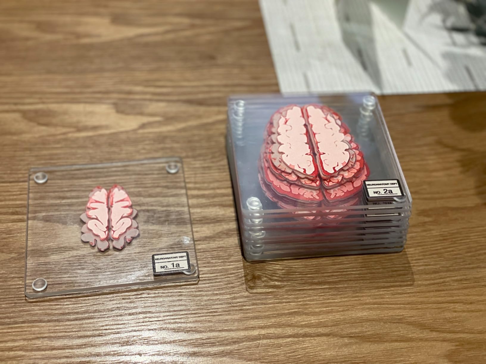 ThinkGeek Anatomic Brain Specimen Coasters Set of 10 for Neuroscience Medical Student Gifts Human Anatomy customer photo 2