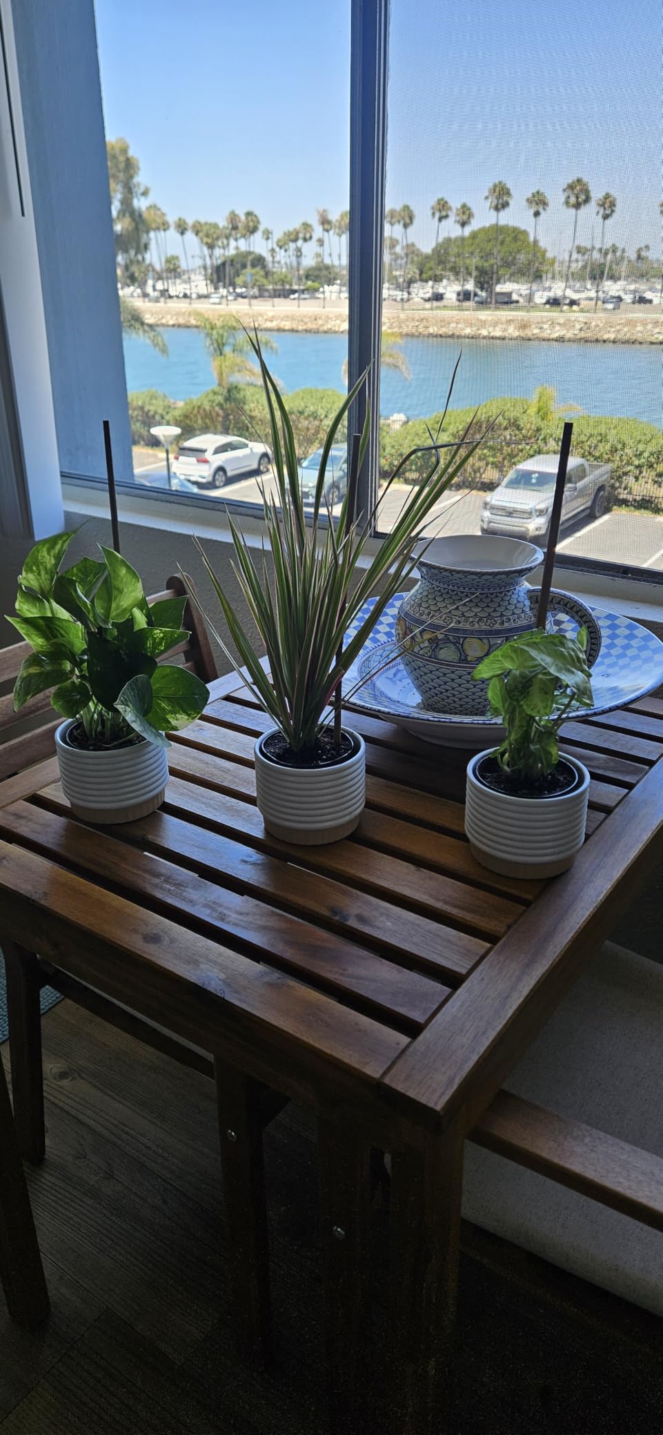 Costa Farms Live Indoor House Plants, Live Indoor Plant, Easy Care | Hand-selected assorted mix, varieties may vary. Great indoor houseplant. Ideal housewarming or birthday gift. 3-pack. customer photo 1