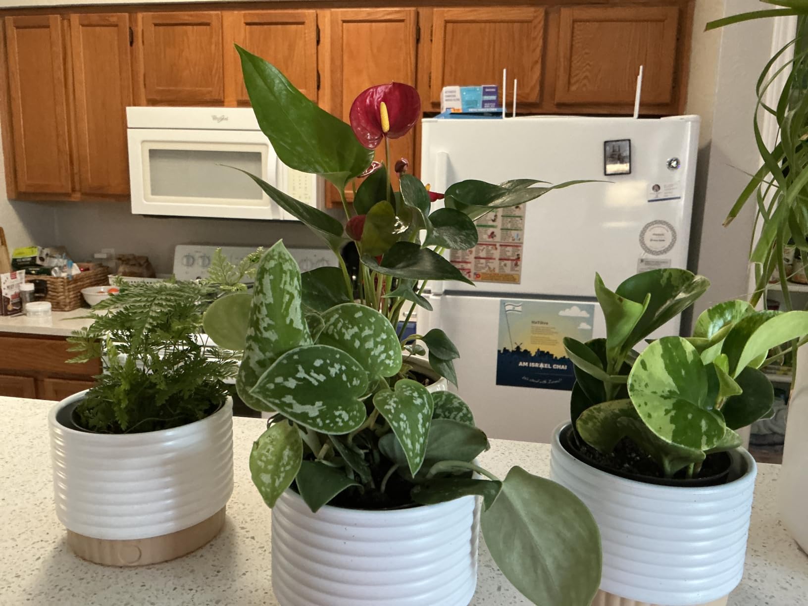Costa Farms Live Indoor House Plants, Live Indoor Plant, Easy Care | Hand-selected assorted mix, varieties may vary. Great indoor houseplant. Ideal housewarming or birthday gift. 3-pack. customer photo 2