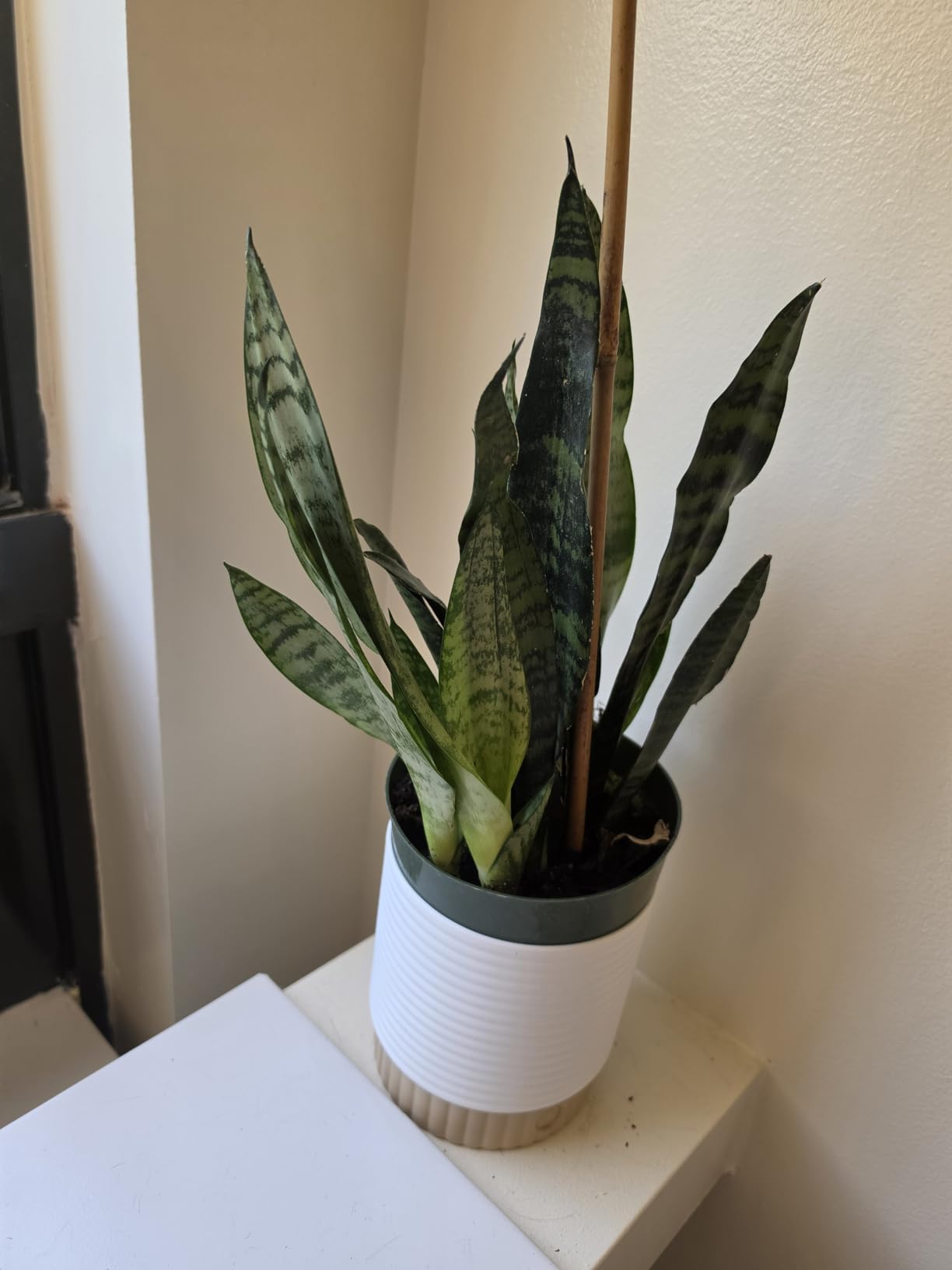 Costa Farms Snake Plant, Live Indoor Plant, Air Purifying, Easy Care | Nearly indestructible and thrives in low light. Great indoor houseplant. Ideal housewarming or birthday gift. customer photo 2