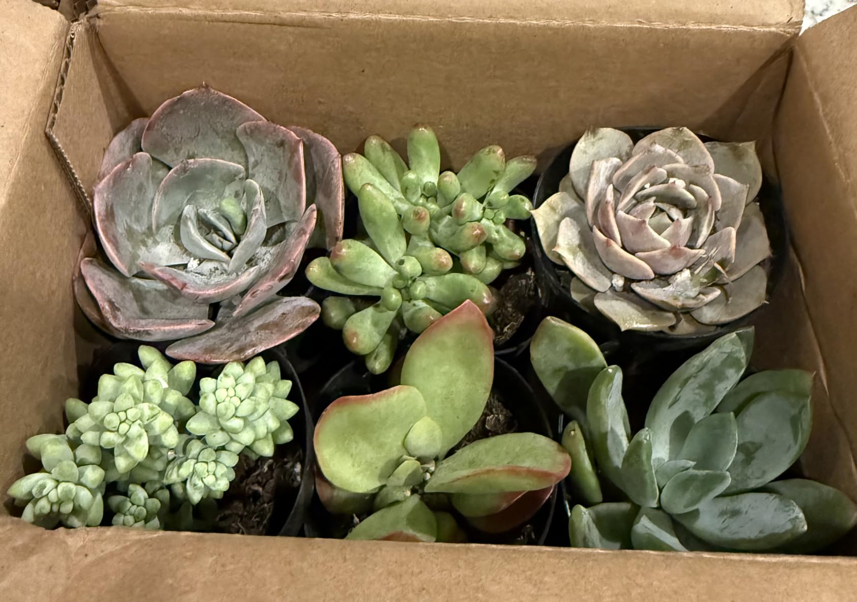 Altman Plants Specialty Live Succulent Plant (6 Pack), No Duplicates, Assorted Succulents Featuring Unique Colors & Shapes, 2 in Pots customer photo 1