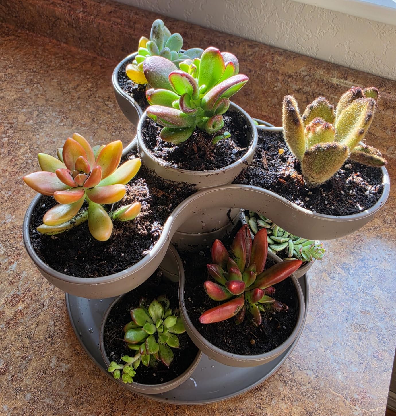 Altman Plants Specialty Live Succulent Plant (6 Pack), No Duplicates, Assorted Succulents Featuring Unique Colors & Shapes, 2 in Pots customer photo 2