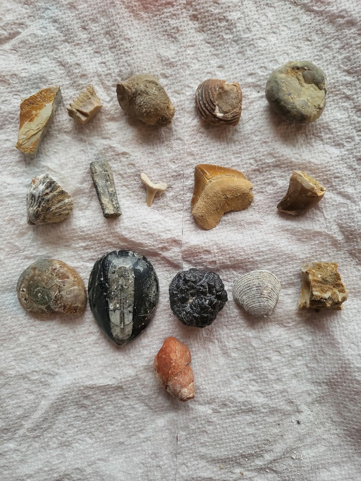 DANCING BEAR Fossil Dig Kit, Excavate 15 Prehistoric Fossils including Real Dinosaur Bones, and Shark Teeth, Paleontology STEM Education for kids, Fun Science Activity Gift Sets for Girls and Boys customer photo 1