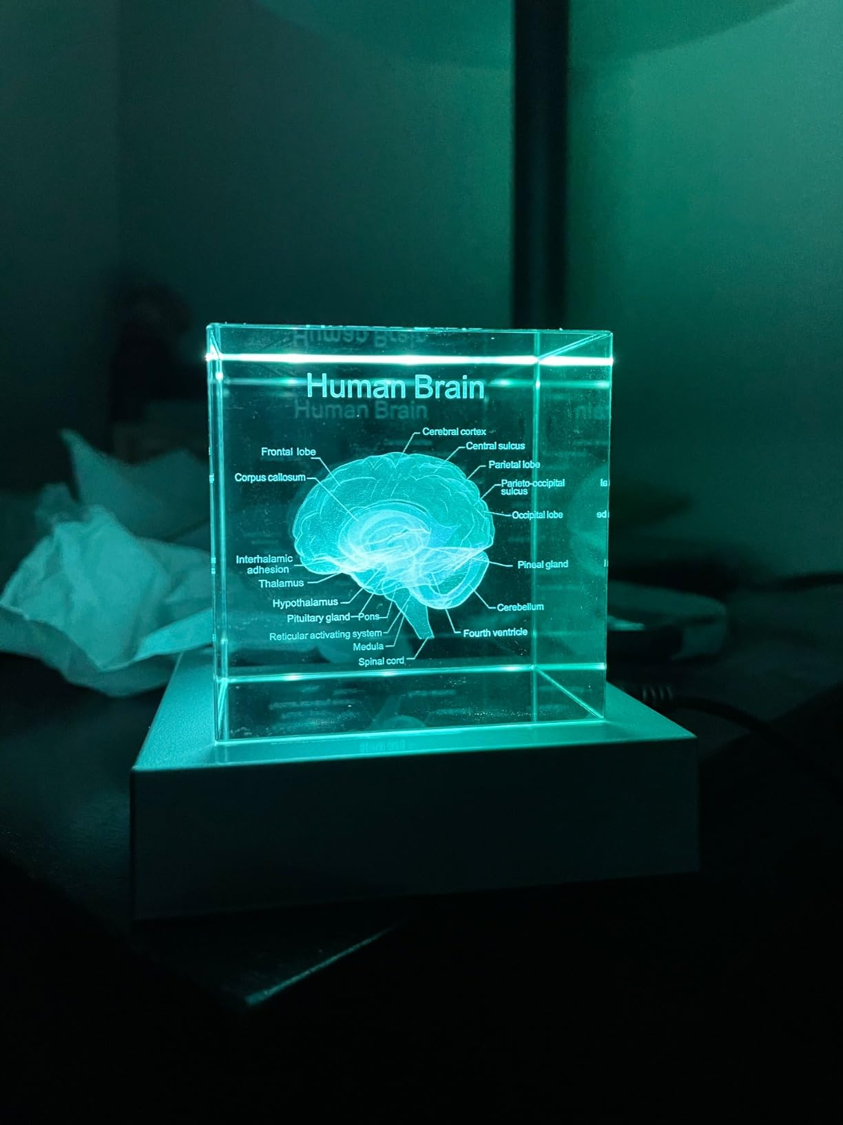 Movdyka 3D Crystal DNA Model Helix Desk Decor Night Light Gift for Teachers | Unique Science DNA Gift for Biology Lovers Phd Graduates Laser Etched Glass DNA Sculpture Paperweight Art customer photo 2