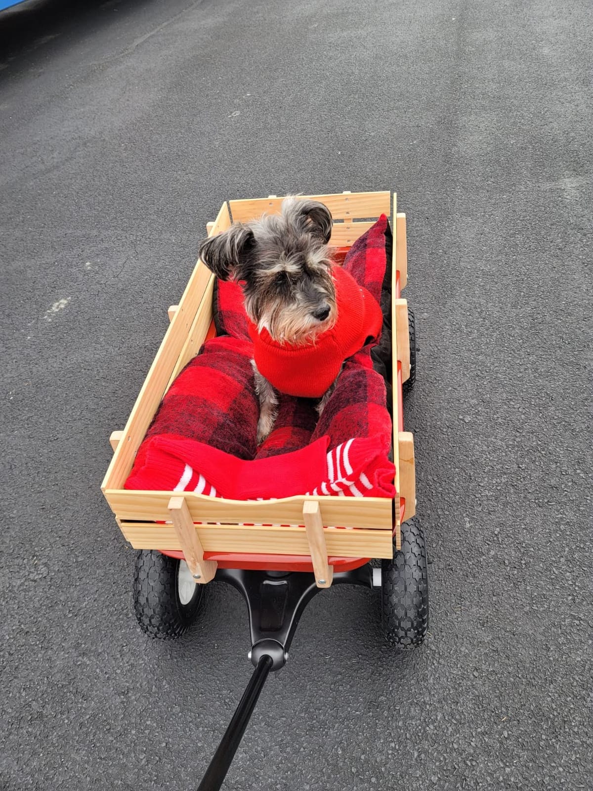 Radio Flyer Kids Wagon, Rolling Cart, Beach Cart, Carts with Wheels customer photo 2