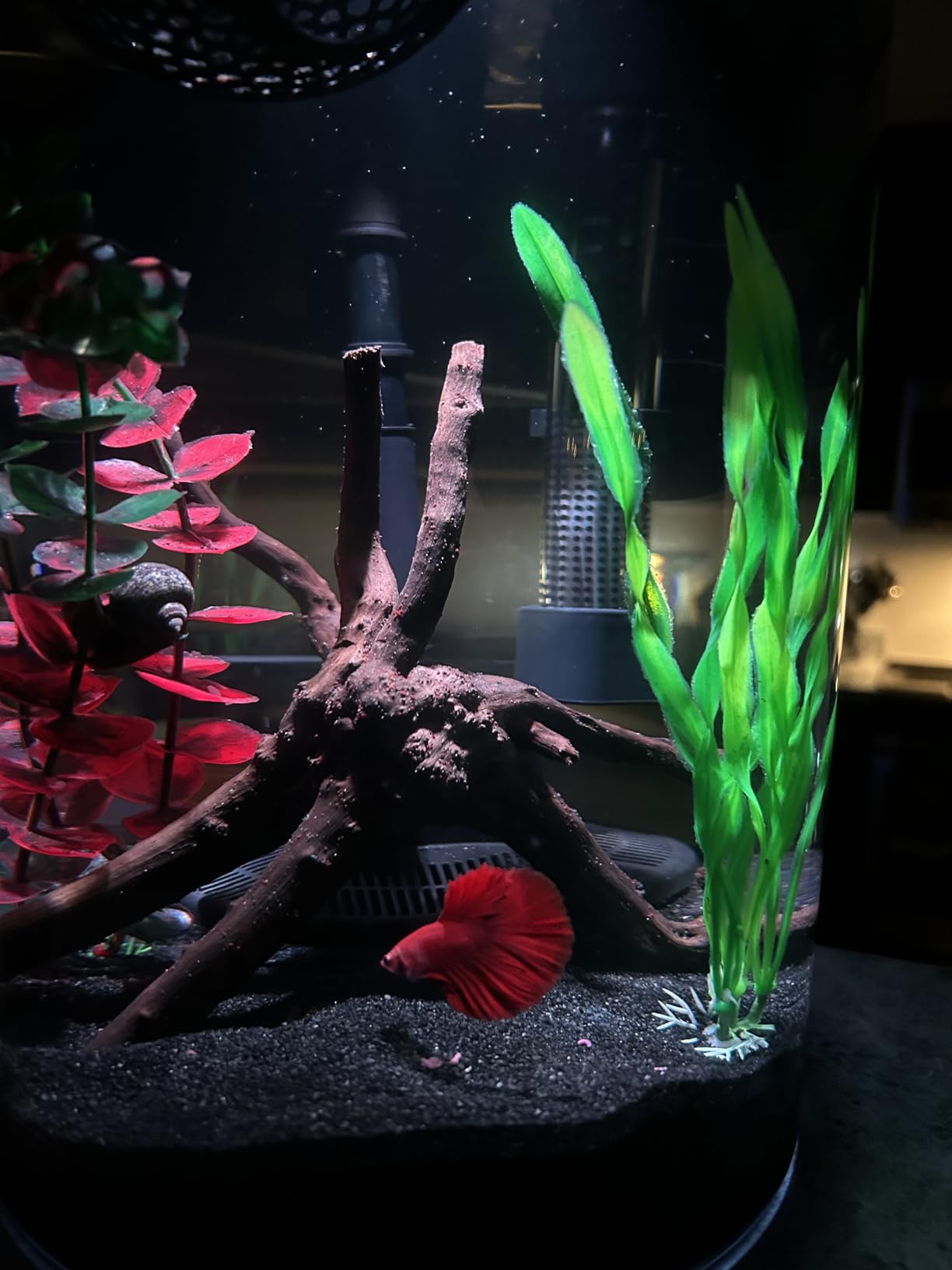 Koller Products AquaView 3-Gallon 360 Aquarium with LED Lighting (7 Color Choices) and Power Filter, 10.25 x 10.25 x 14.5 customer photo 1