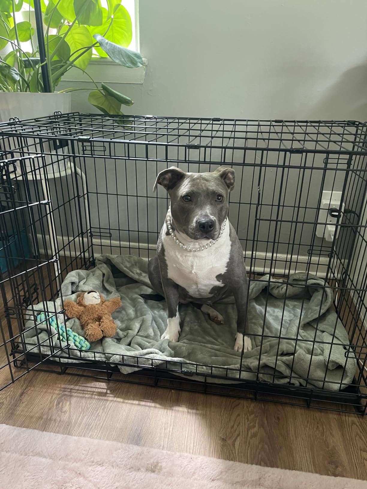 Solutions by Midwest 54-Inch Double Door Crate, Giant Breed Dogs, 100+ lbs customer photo 1