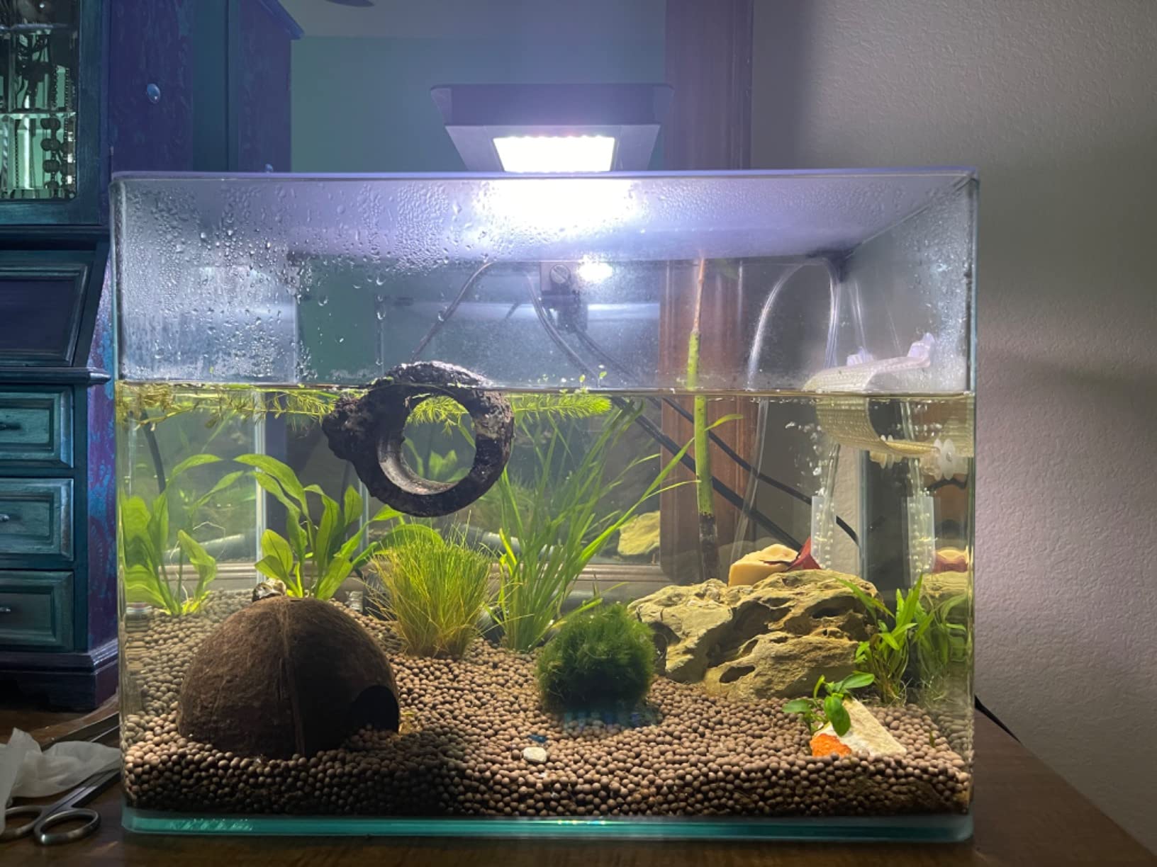 Penn-Plax Radius Curved Corner Glass Aquarium Kit - Includes 10 White Bulb Led Light and Cascade CIF1 Internal Filter - Compact Tank for Fish, Shrimp & Small Aquatic Setups - 7.5 Gal Tank customer photo 2