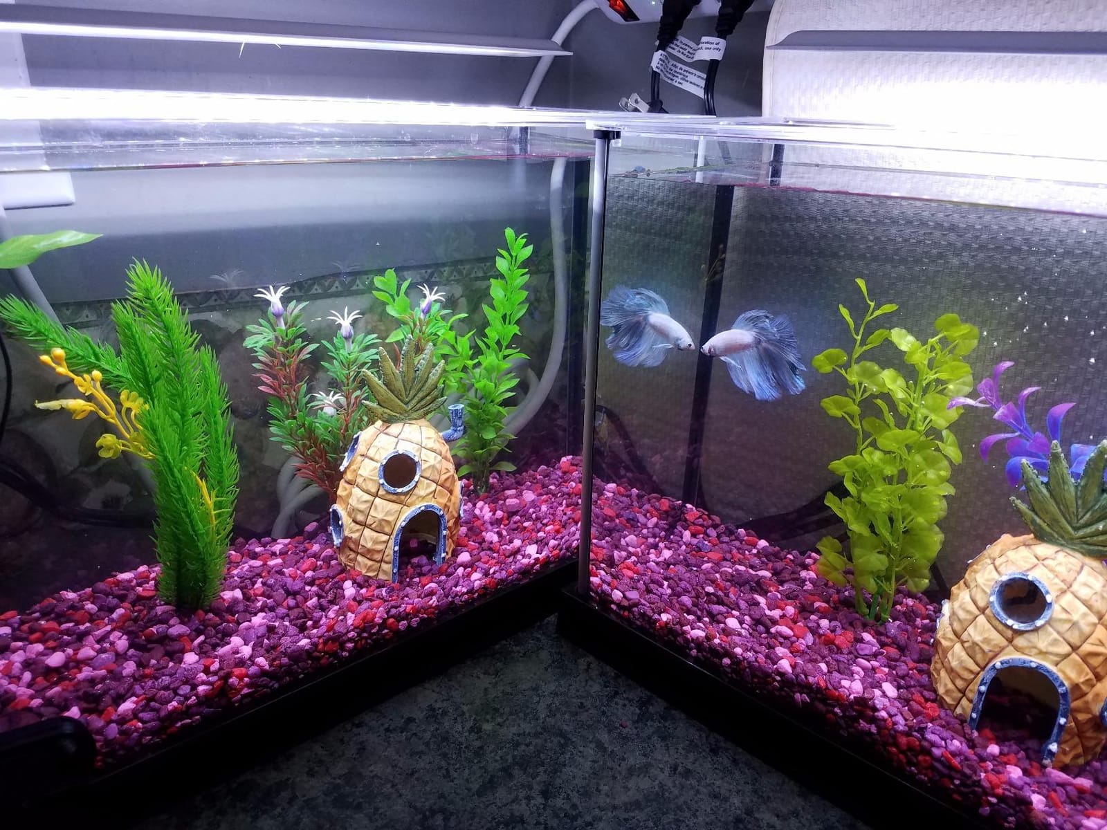 Fluval SPEC Freshwater Aquarium Kit, 2.6 Gallon, Black customer photo 1