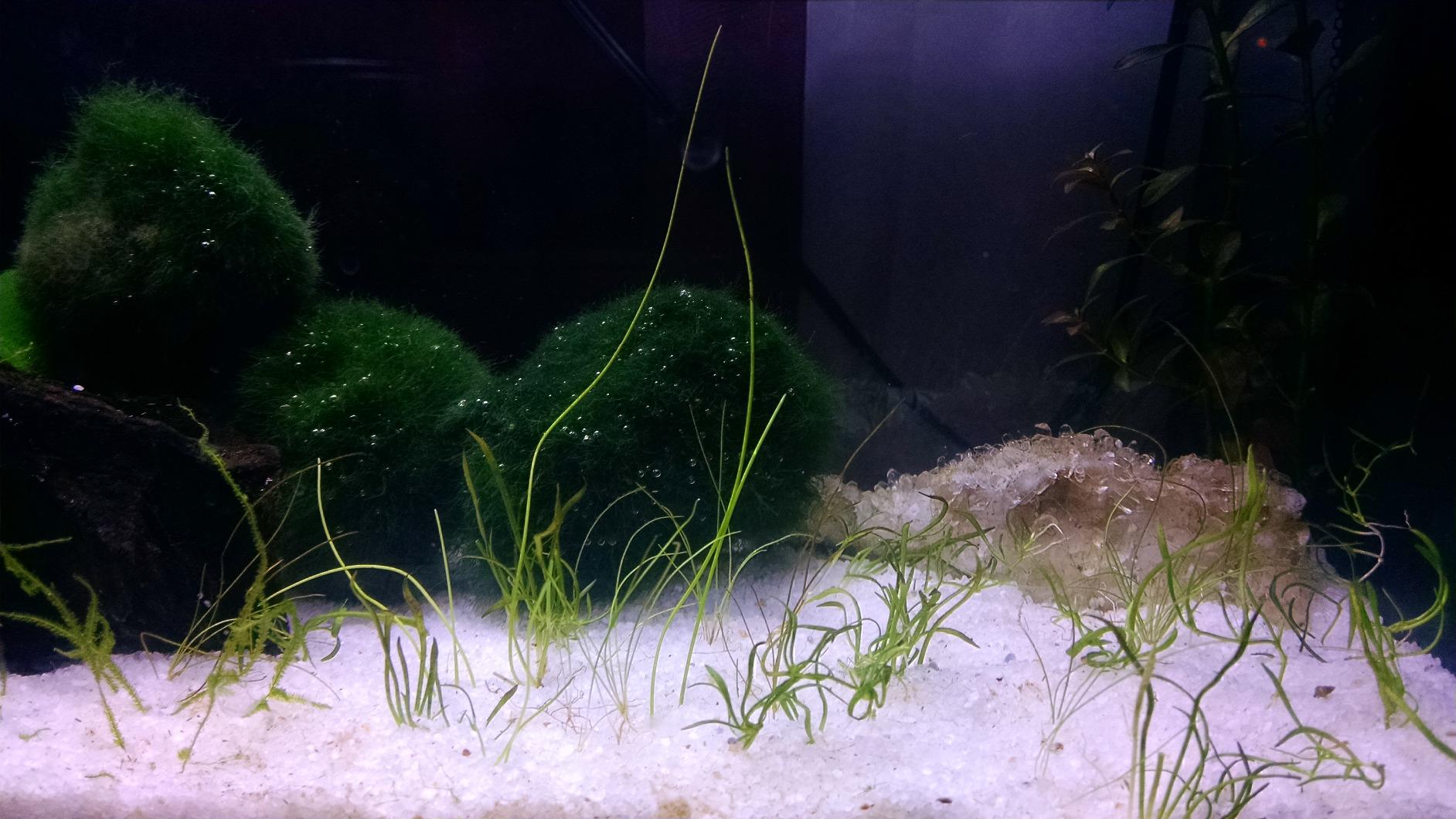 Fluval SPEC Freshwater Aquarium Kit, 2.6 Gallon, Black customer photo 2