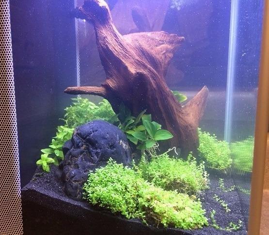 Fluval SPEC III Aquarium Kit, 2.6 Gallon, White customer photo 1