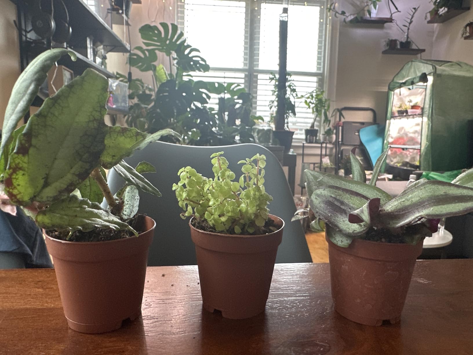 Terrarium/Fairy Garden Kit with 3 Plants - Create Your Own Living Terrarium customer photo 1