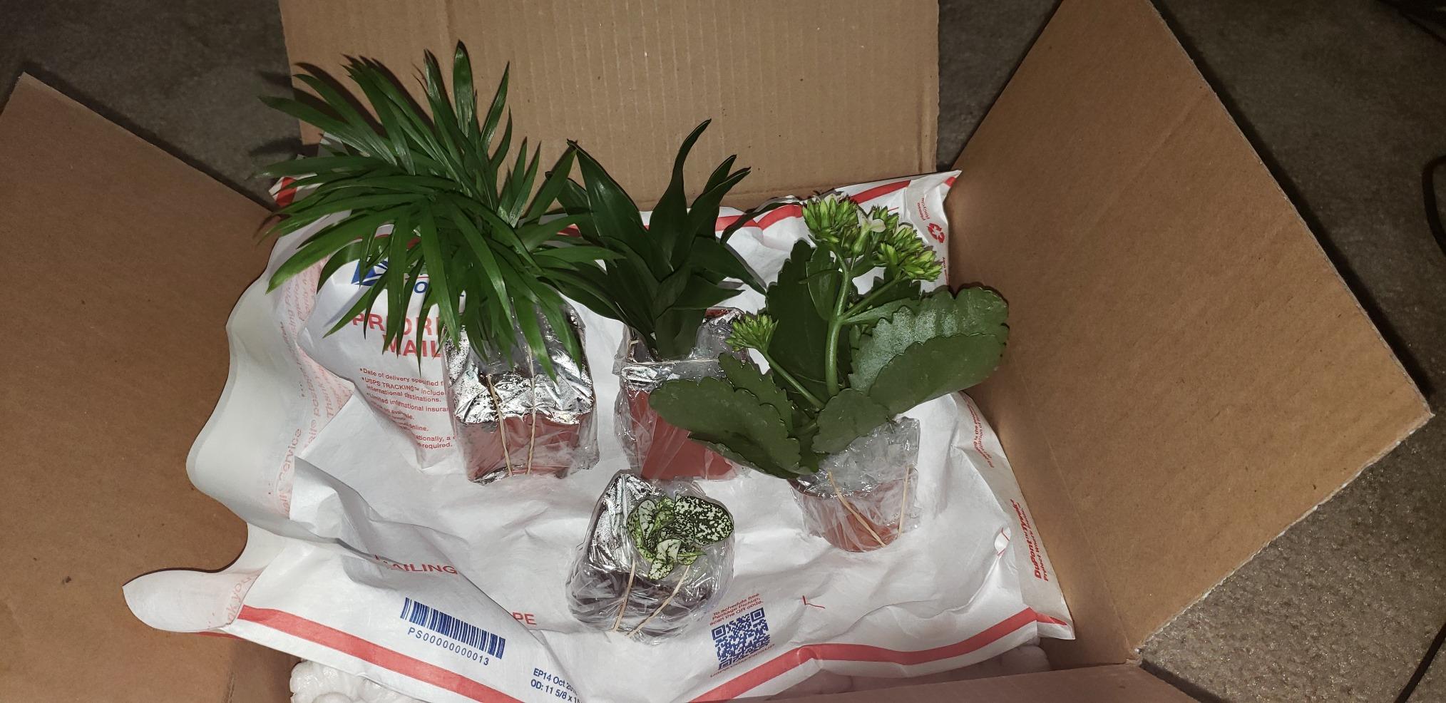 Terrarium/Fairy Garden Kit with 3 Plants - Create Your Own Living Terrarium customer photo 2