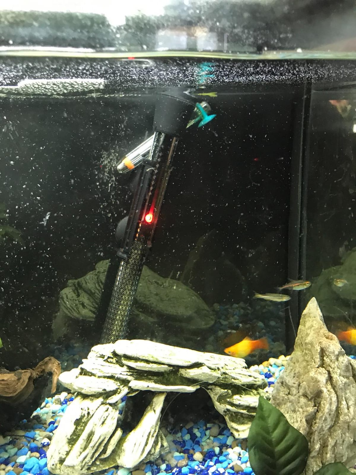 MarineLand 300W Precision Submersible Aquarium Heater customer photo 2