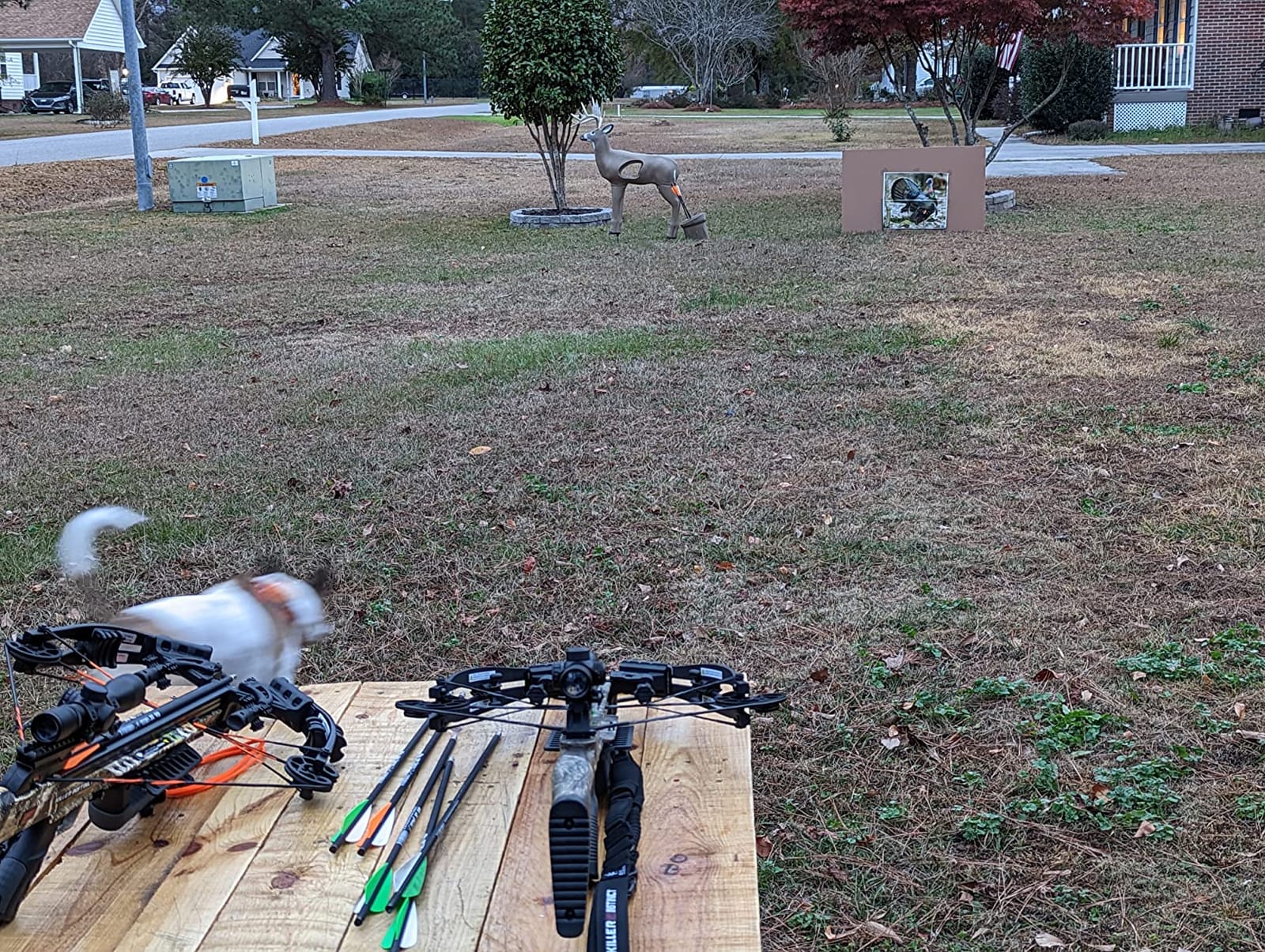 SHOOTER Buck 3D Archery Target, Replaceable Insert for Long Life, Weather-Resistant Construction, High-Density Impact-Response Foam Withstands Field Points, Broadheads, and Expandables customer photo 2