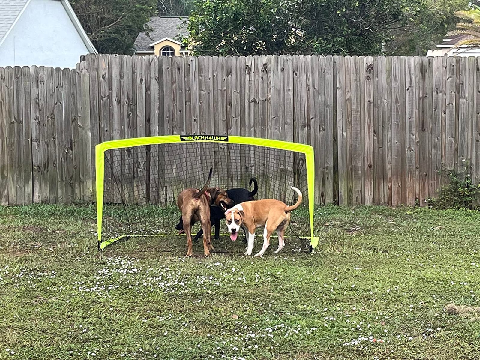 Franklin Sports Blackhawk Backyard Soccer Goal - Portable Pop Up Soccer Nets - Youth + Adult Folding Indoor + Outdoor Goals - Multiple Sizes + Colors customer photo 1