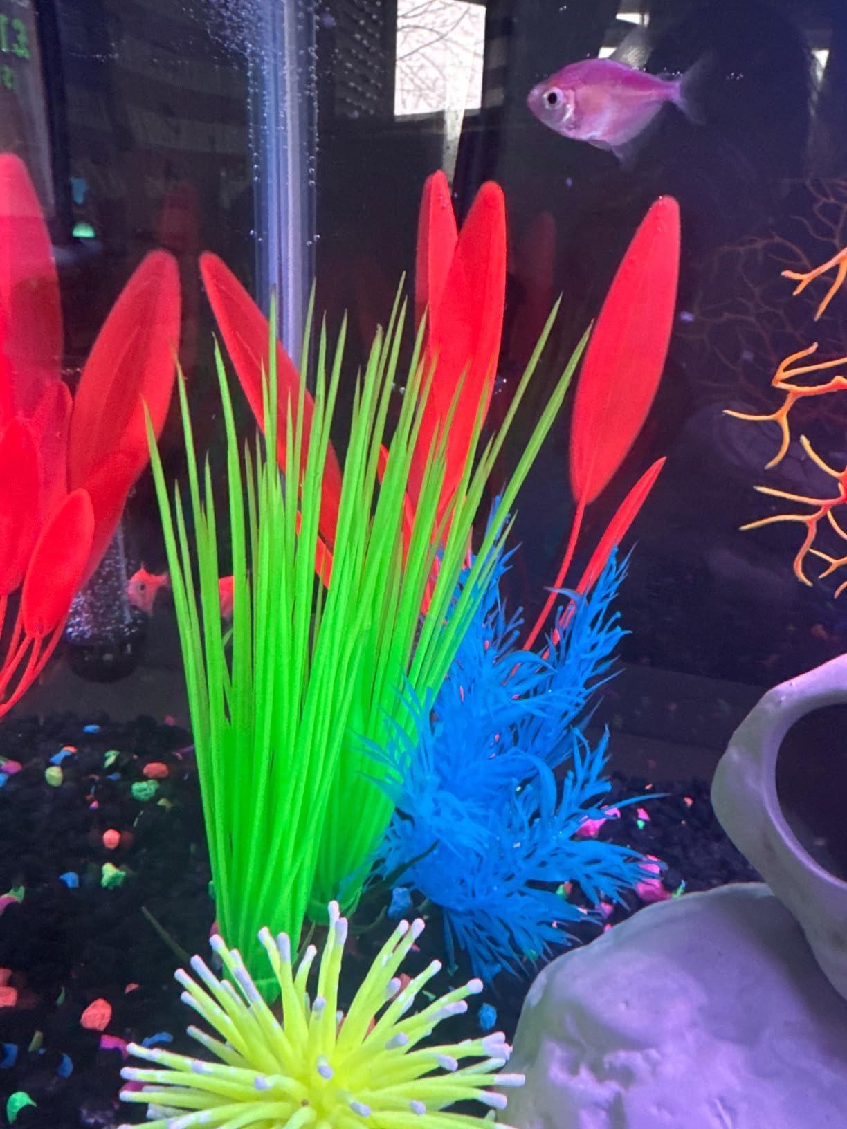 Tetra Color Complete 20 Gallon Fish Tank Kit for Freshwater, Saltwater Fish customer photo 1