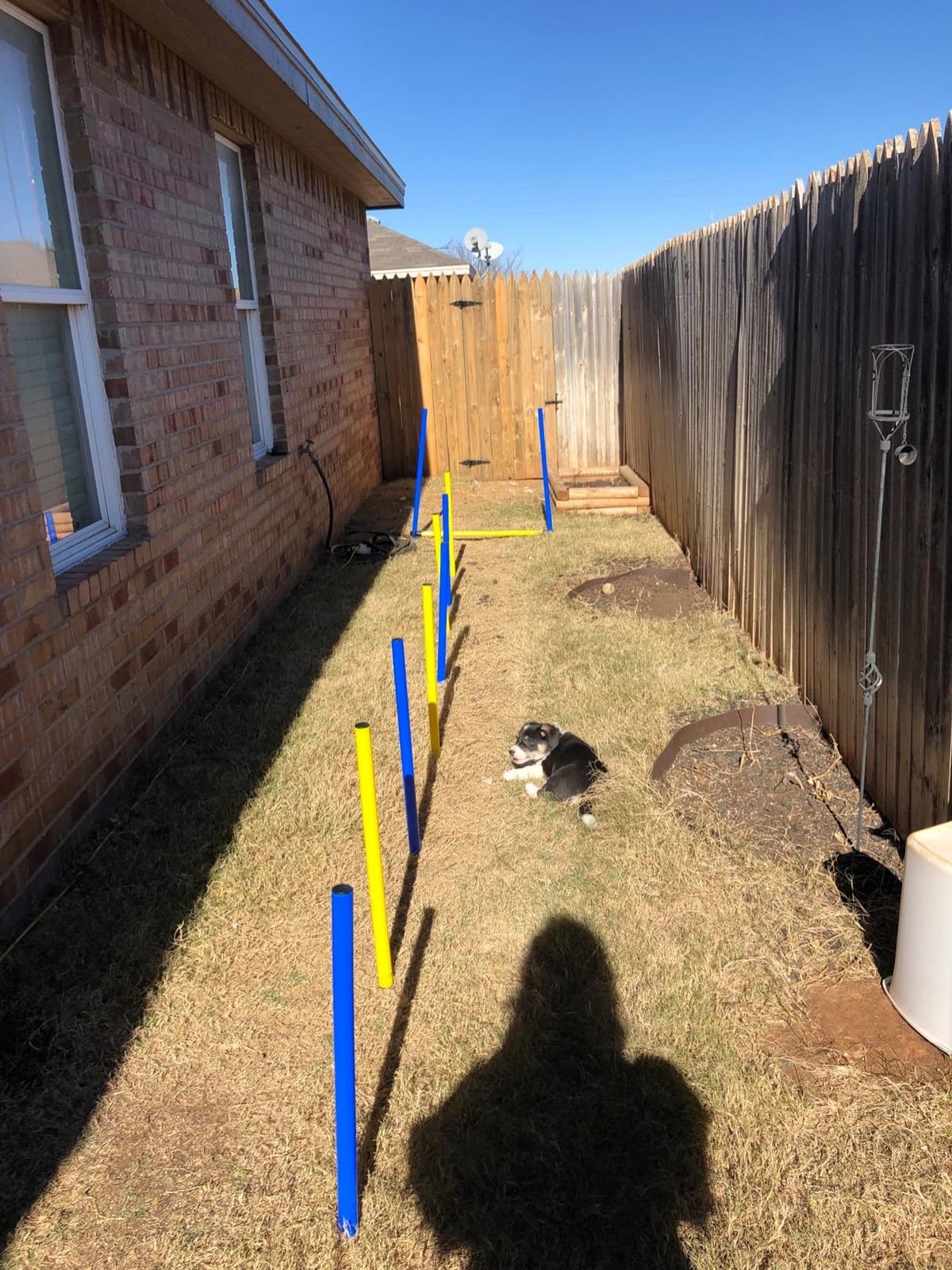 PawHut 4PC Obstacle Dog Agility Training Course Kit Backyard Competitive Equipment- Blue/Yellow customer photo 2