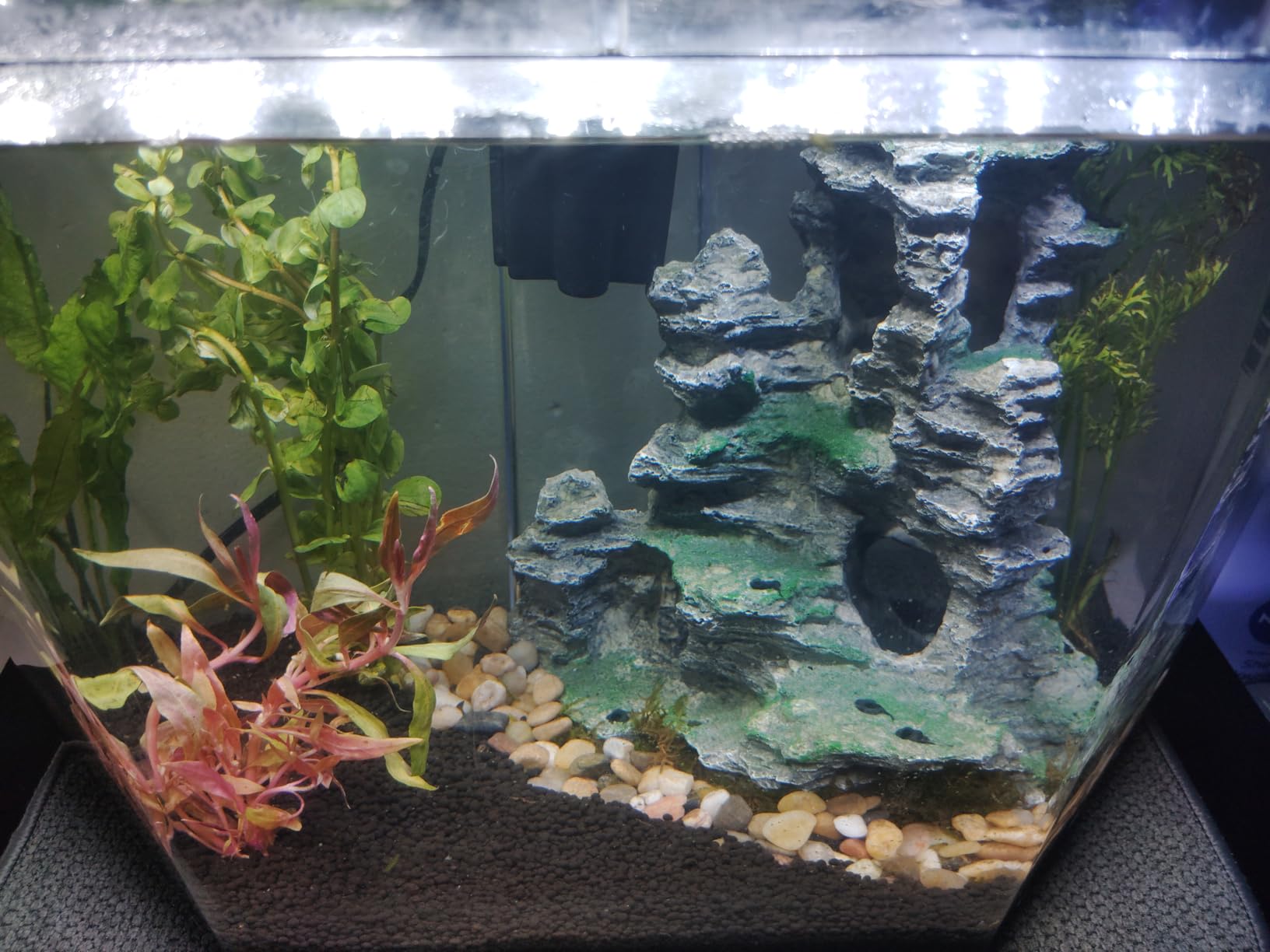 Koller Products 6.5-Gallon Aquarium Kit with Power Filter and LED Lighting, (AP650) customer photo 1