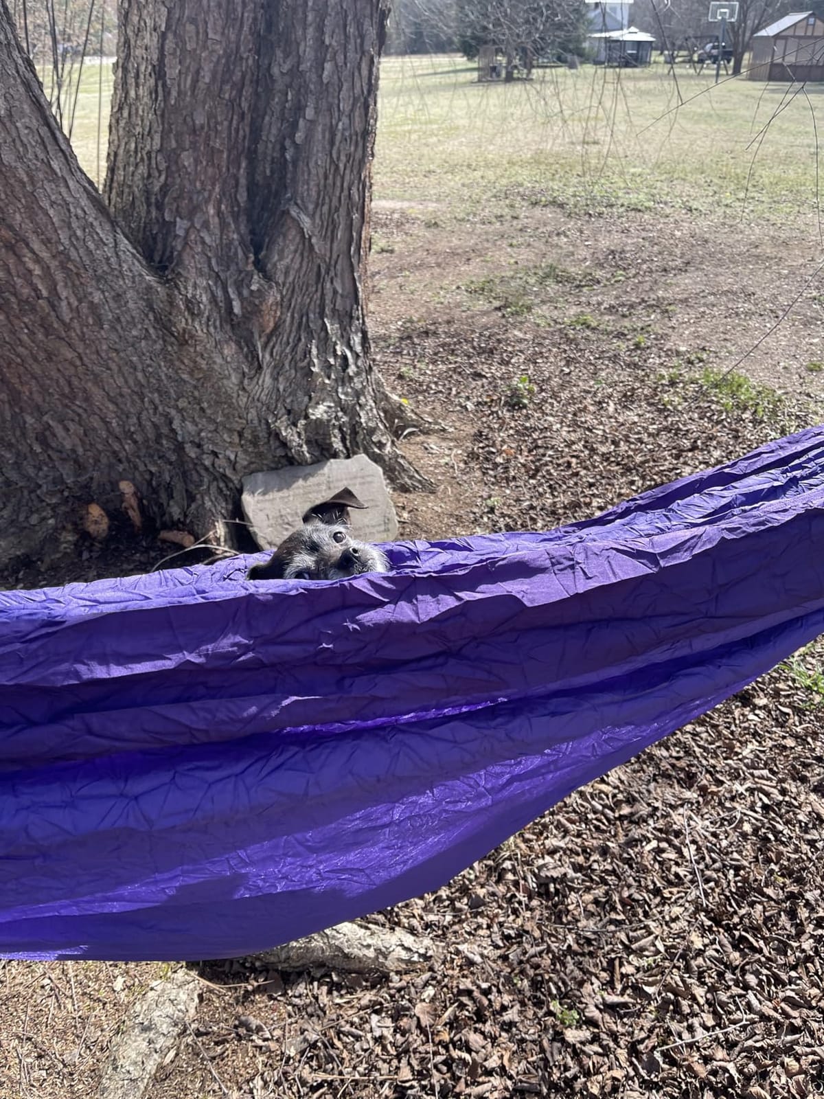 Wise Owl Outfitters Hammock for Camping Double Hammocks Gear for The Outdoors Backpacking Survival or Travel - Portable Lightweight Parachute Nylon DO Navy & Lt Blue customer photo 2