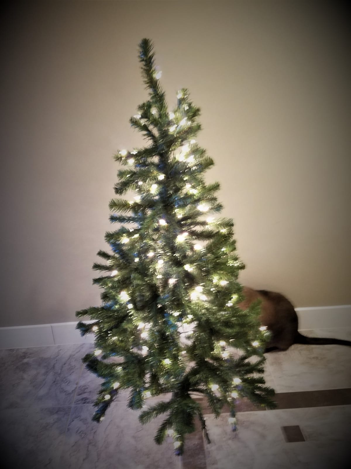 National Tree Company 7ft Pre-Lit North Valley Spruce Christmas Tree customer photo 1