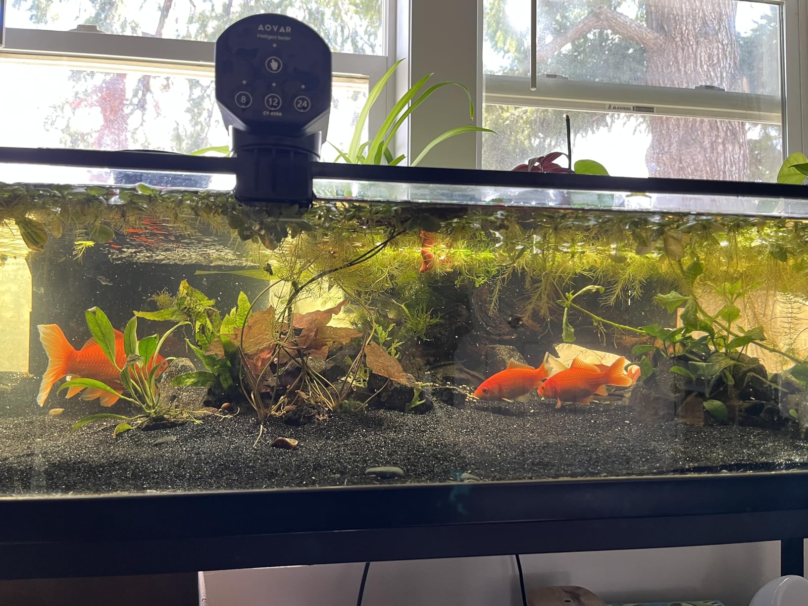 SeaChem – Large Aquarium Fish Tank Filter, Tidal 110 Gallon (400 Liters) by Sicce customer photo 1