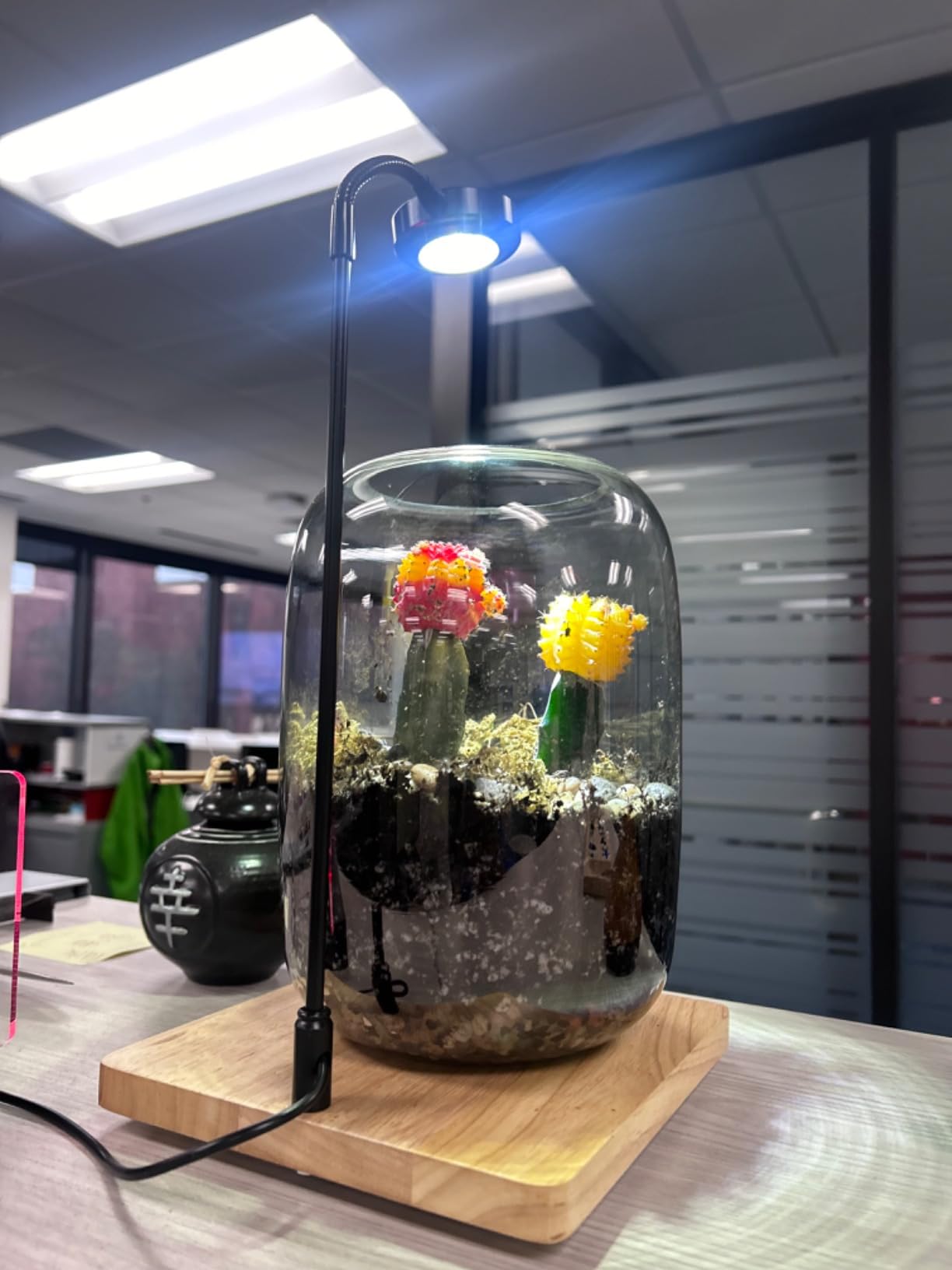 Succulent Planter Kit - Terrarium Kit with Succulent Soil, Gravel, Pebble, Moss, customer photo 1
