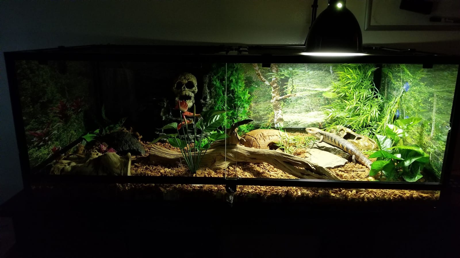 Carolina Custom Cages, 48Lx24Wx18H Extra-Long Deep Terrarium; Easy Assembly customer photo 1