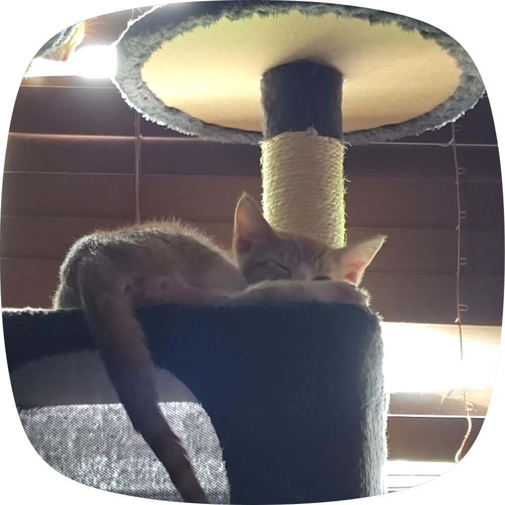 Yaheetech 54in Cat Tree Tower, 2 Caves, Kitten-Ear Perch & Scratching Posts customer photo 2