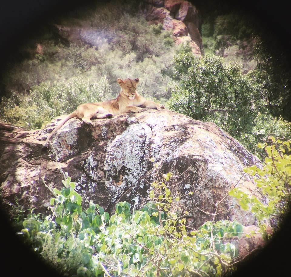 Adorrgon 12x42 High Powered Binoculars for Adults, Phone Adapter and Tripod | BAK4 Prism, FMC Optics, Waterproof, 367ft Wide View, 18.5mm Eyepieces for Bird Watching customer photo 1