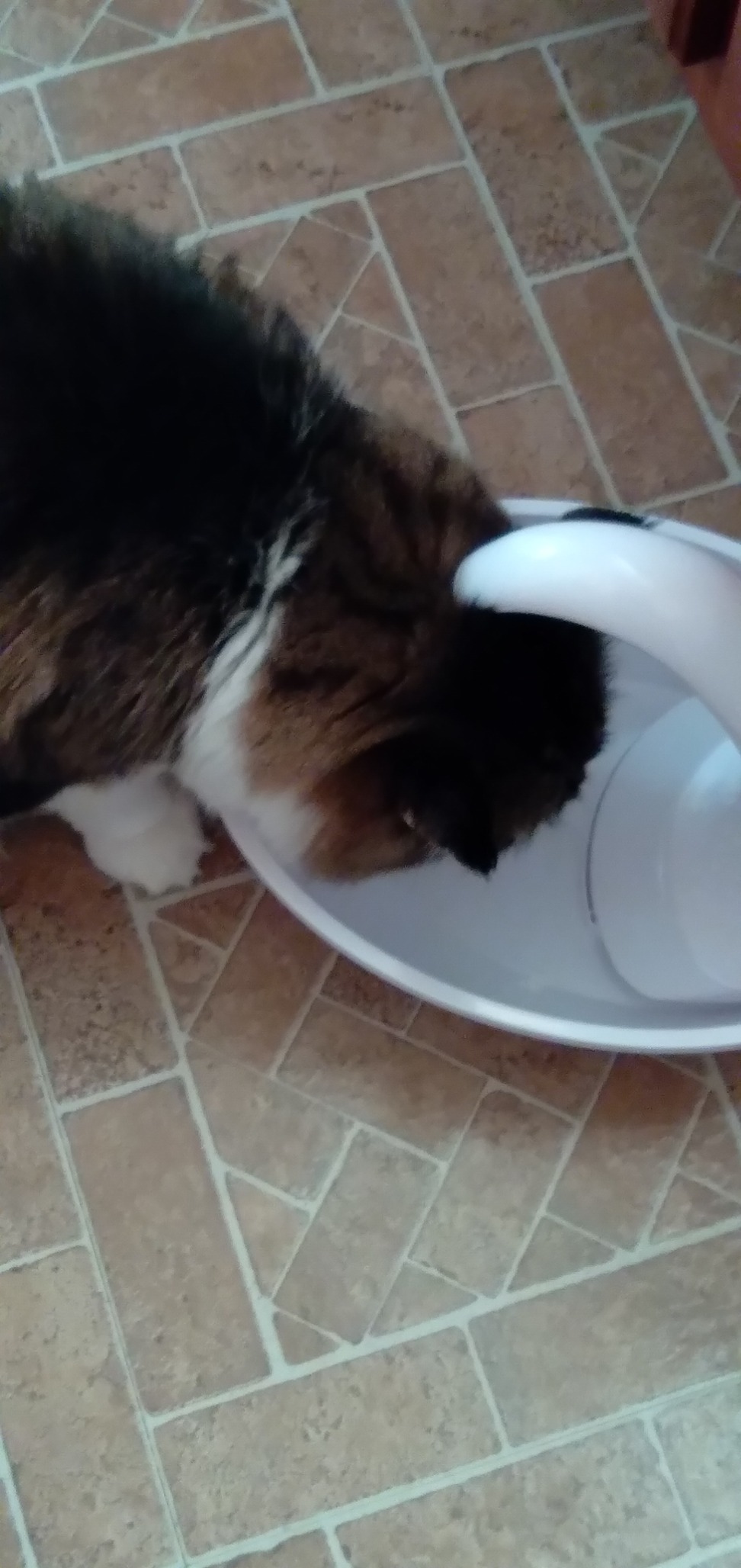 Pioneer Pet Swan Pet Drinking Fountain for Cats and Dogs - 80oz Capacity, Great for Multiple Pets - Great for Pets Who Love the Faucet - Bubbler and Bowl Dispenser Design Keeps Water Moving customer photo 2