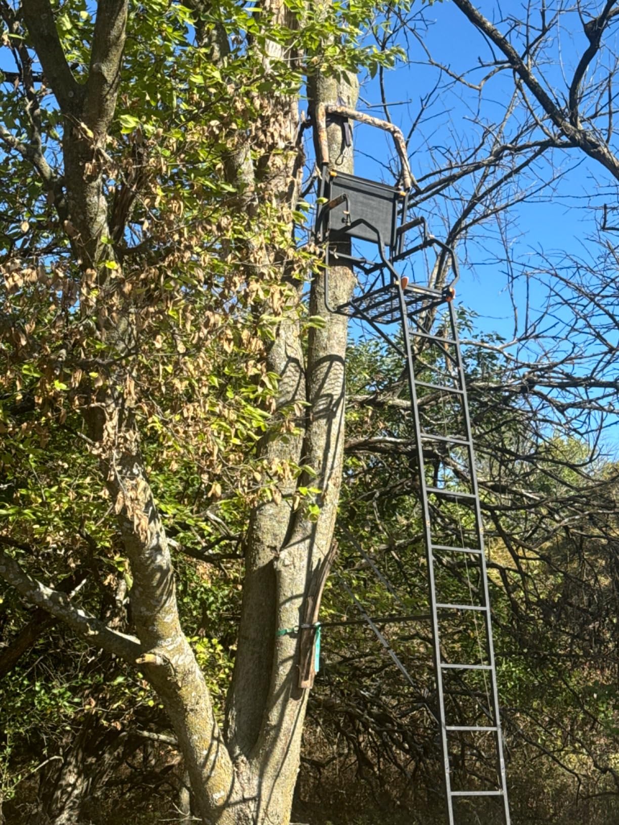 MUDDY Deer Hunting Climbing Adjustable Quiet Heavy-Duty Huntsman Deluxe 17 ft 1-Person Ladder Tree Stand customer photo 1
