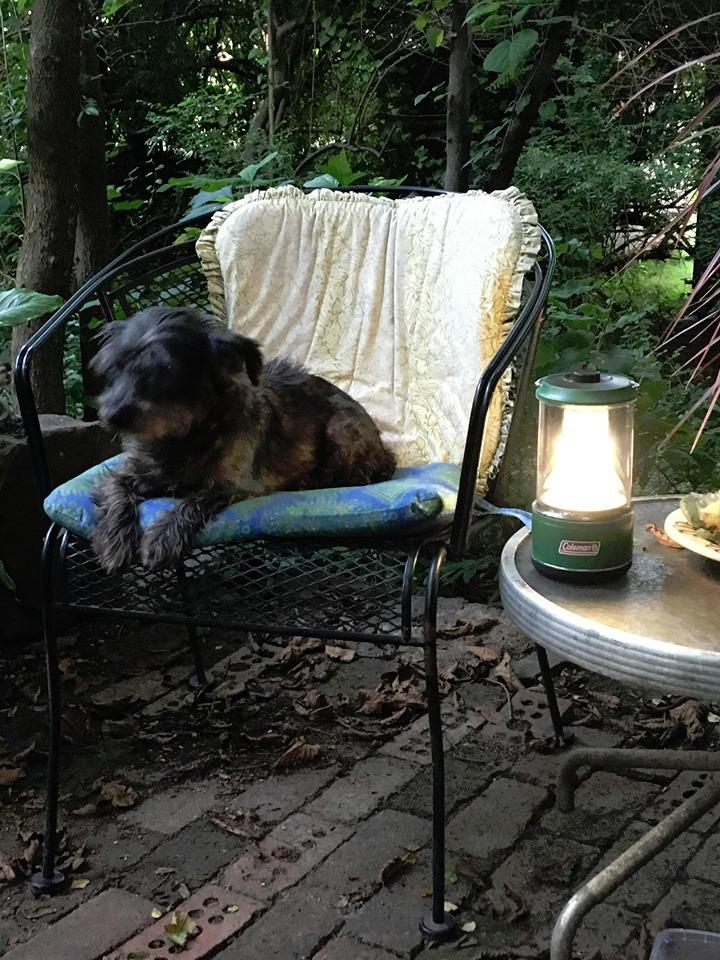 Coleman LED Lantern with Enhanced Battery Protection, Water-Resistant, Batteries Last up to 25% Longer Than Other Lanterns, Great for Camping, Power Outage, Emergencies, & More customer photo 2
