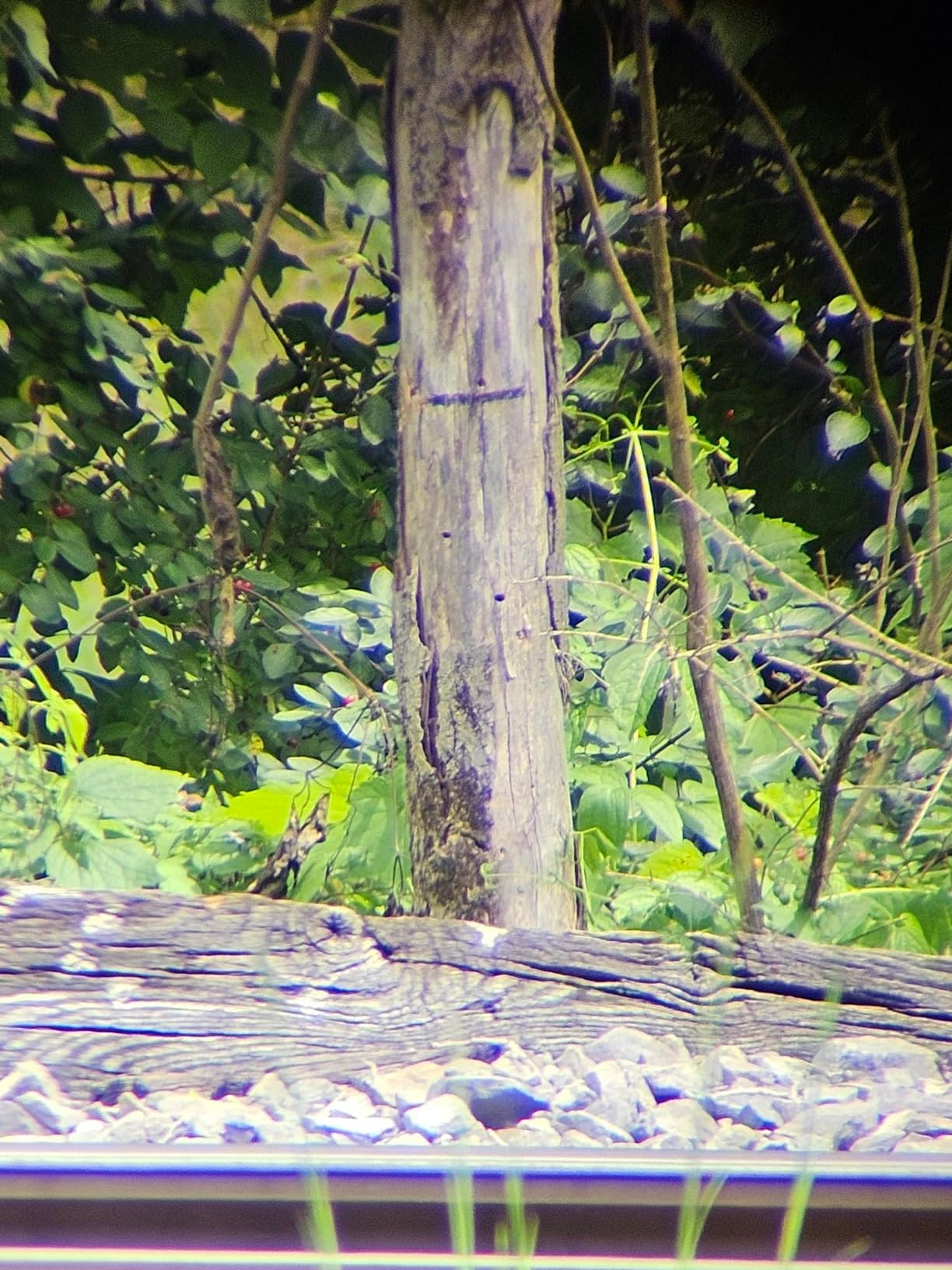 Gosky Flagship DiamondEdge Spotting Scope 20-60x80 for Bird Watching customer photo 2