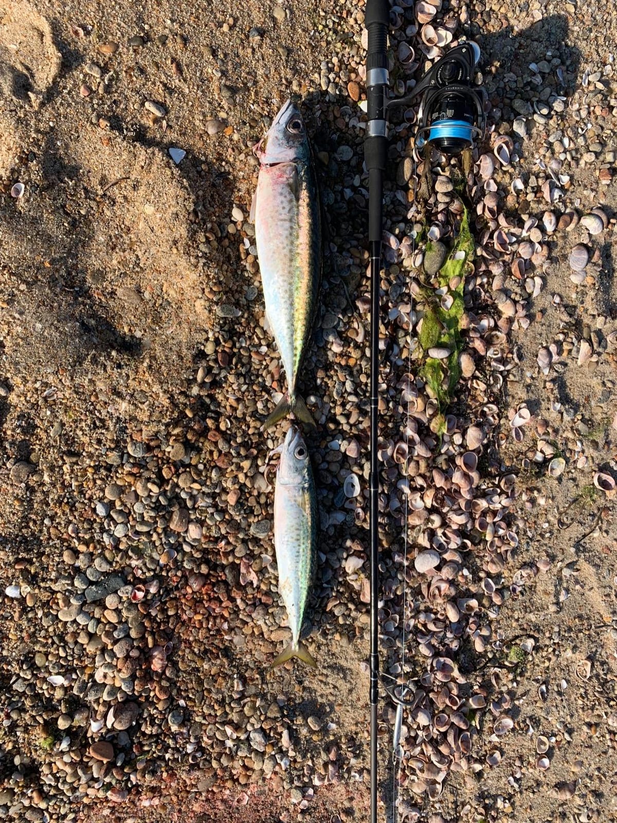 Tsunami Trophy Spinning Surf Rods Series II customer photo 2