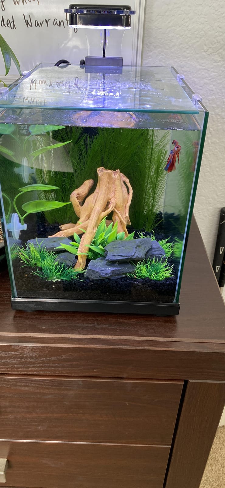 Aquatop Pisces Bullet Shaped Glass Aquarium - Nano Aquarium Kit, for Salt & Freshwater Fish Tanks - Mechanical, Chemical & Biological Filtration customer photo 1
