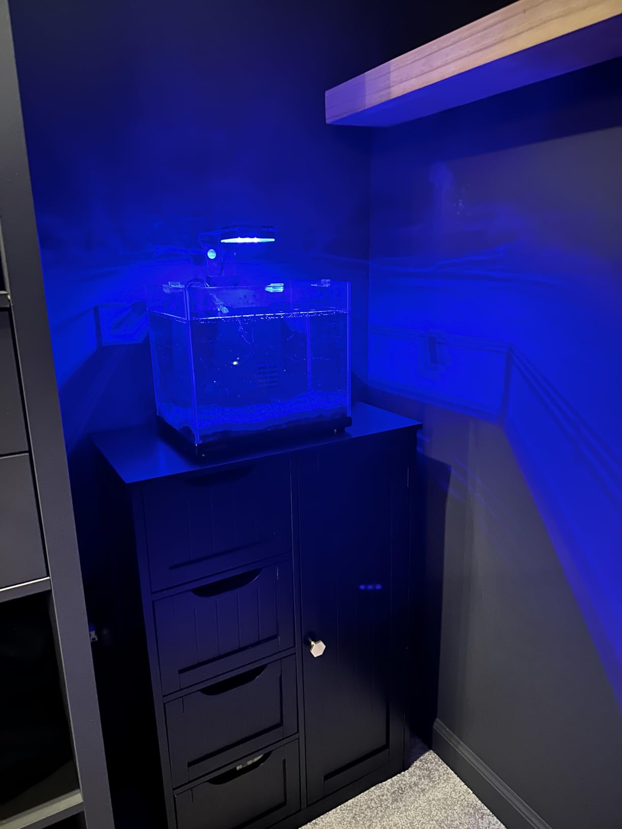 Aquatop Pisces Bullet Shaped Glass Aquarium - Nano Aquarium Kit, for Salt & Freshwater Fish Tanks - Mechanical, Chemical & Biological Filtration customer photo 2