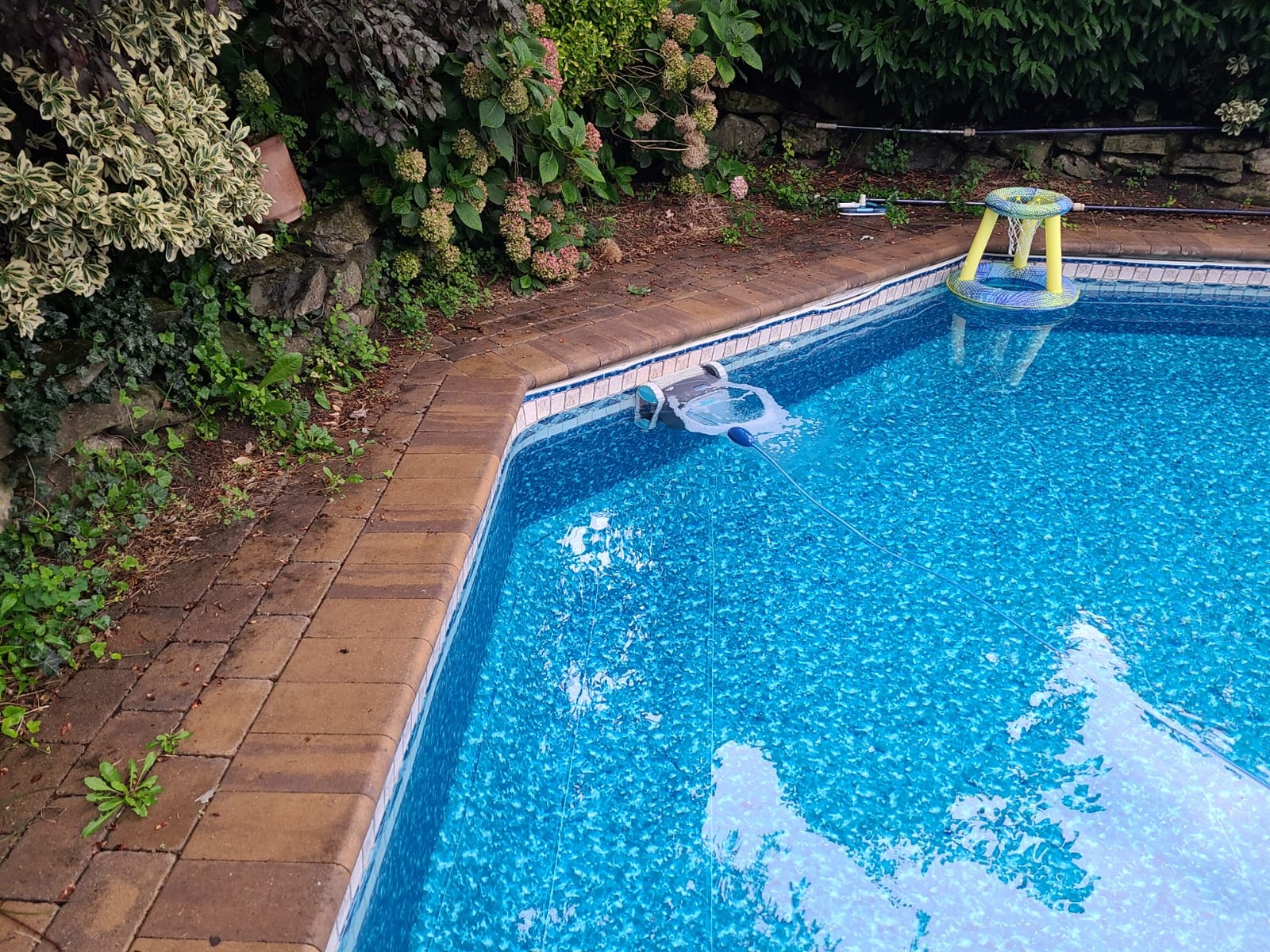 Dolphin Advantage Automatic Robotic Pool Vacuum Cleaner, Wall Climbing, Active Scrubber Brush, Ideal for In-Ground Pool Types up to 33 FT in Length customer photo 1