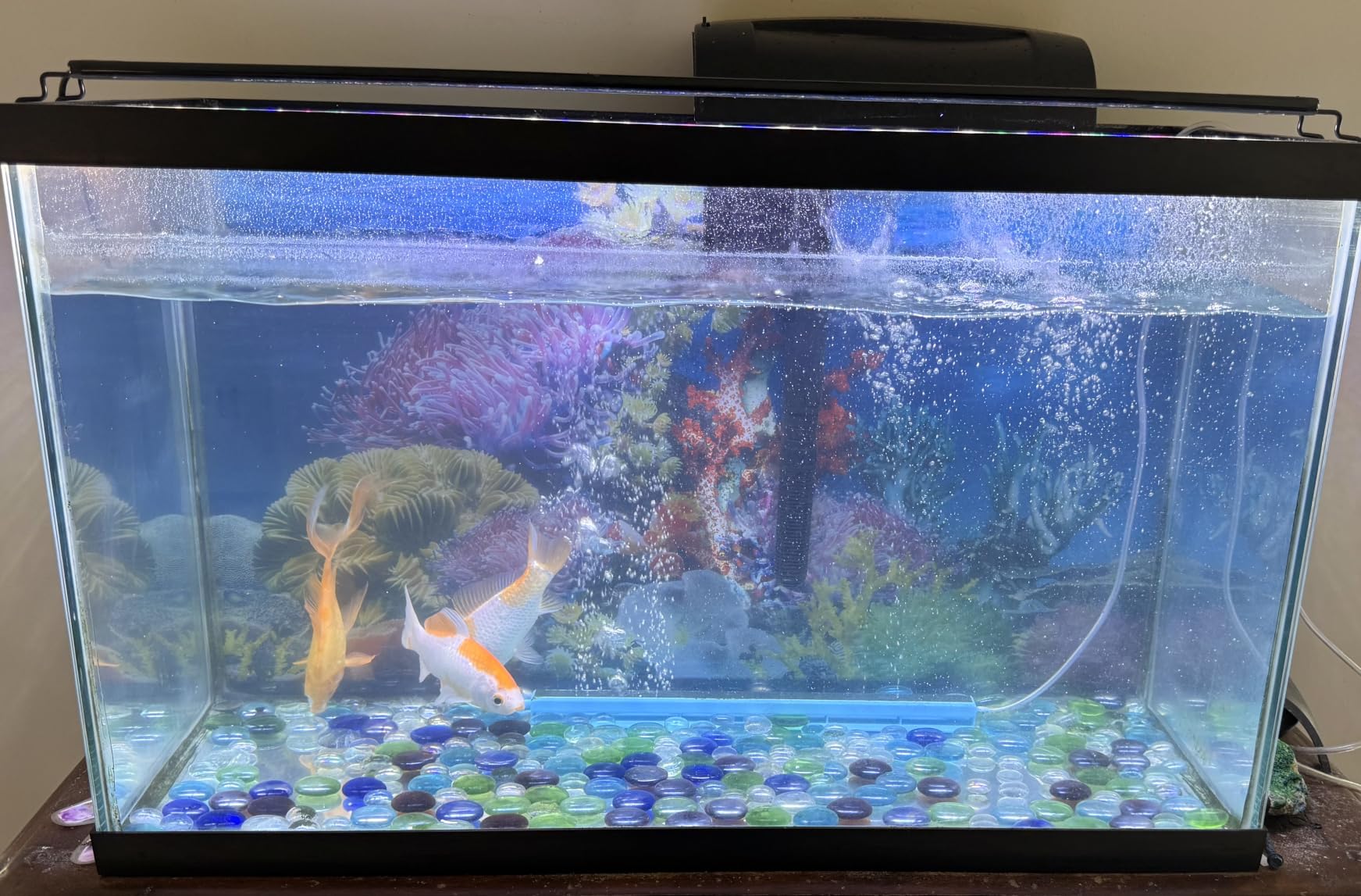 AQUANEAT LED Aquarium Light Full Spectrum for 18 Inch to 24 Inch Fish Tank Light Fresh Water customer photo 2