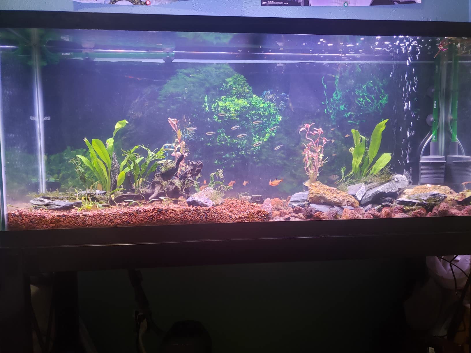 hygger 14W Full Spectrum Aquarium Light with Aluminum Alloy Shell Extendable Brackets, White Blue Red LEDs, External Controller, for Freshwater Fish Tank (18-24 inch) customer photo 1