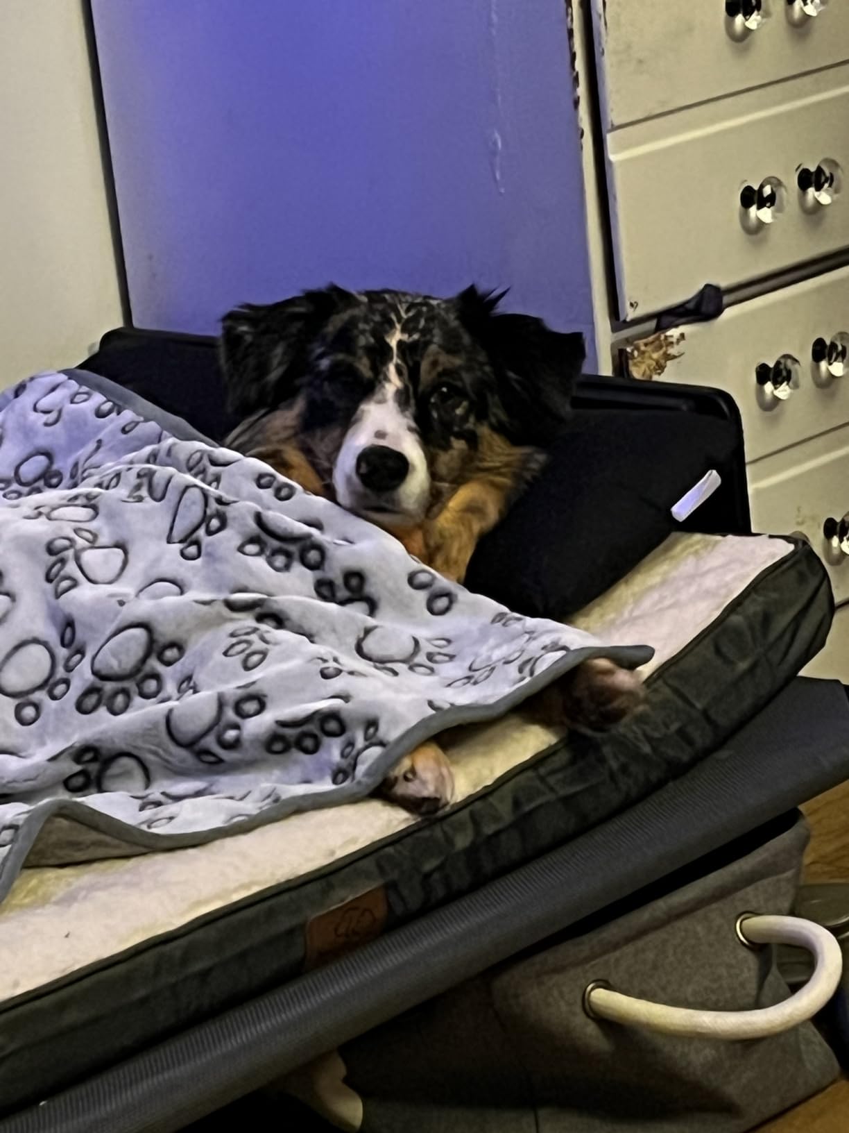 Bedsure XL Dog Bed, Extra Large Pet Bed with Comfy Sherpa, 44x32in Grey | Orthopedic Egg Crate Foam, Comfort Support Flat Rectangle Pet Mat, Non-Slip Bottom, Removable Cover, For Extra Pet Up to 80 lbs customer photo 2