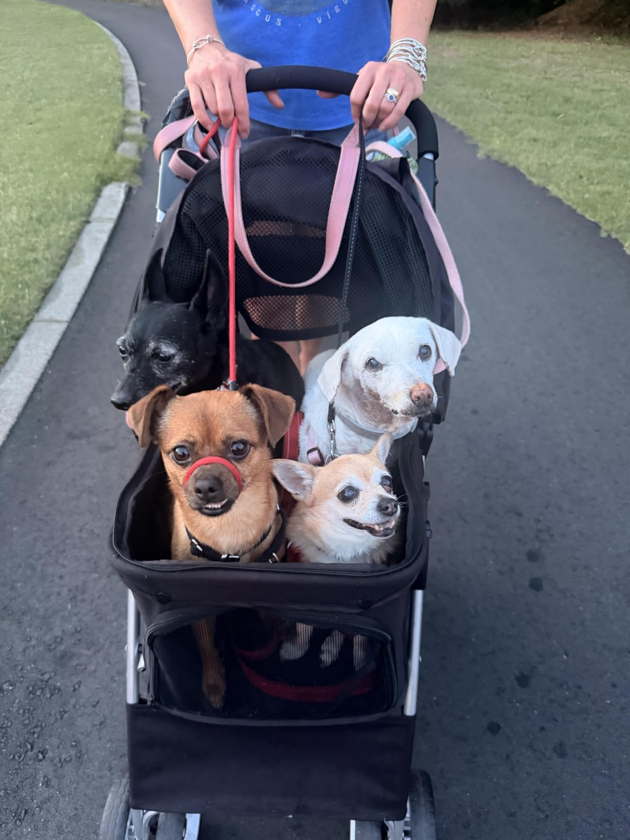 4 Wheels Pet Stroller Dog Cat Stroller for Small Medium Dog Cats Foldable Carrier Jogger Travel Puppy with Storage Basket and Cup Holder (Black) customer photo 1
