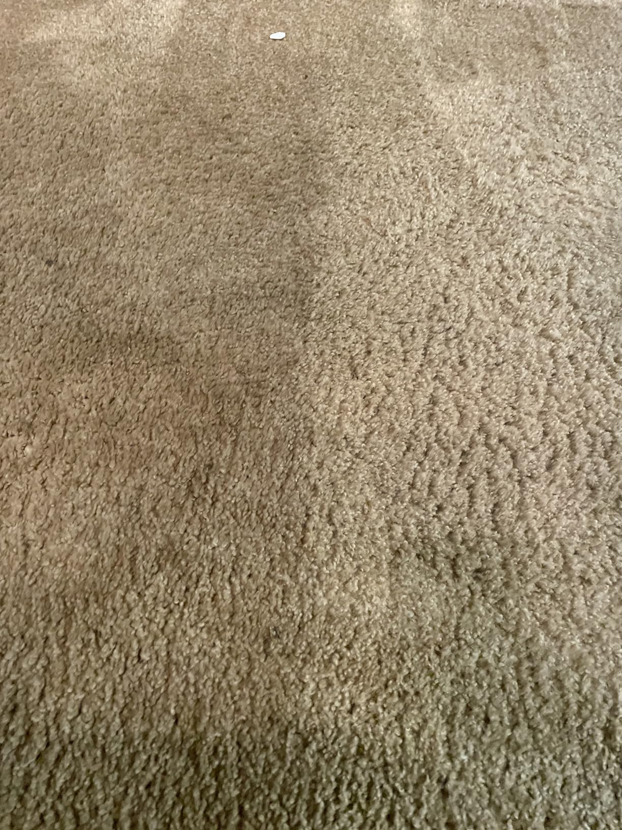 Hoover SmartWash Pet Automatic Carpet Cleaner Machine with Spot Chaser Wand | Deep Cleaning Carpet Shampooer Machine, Pair with a Hoover Carpet Cleaner Solution customer photo 2