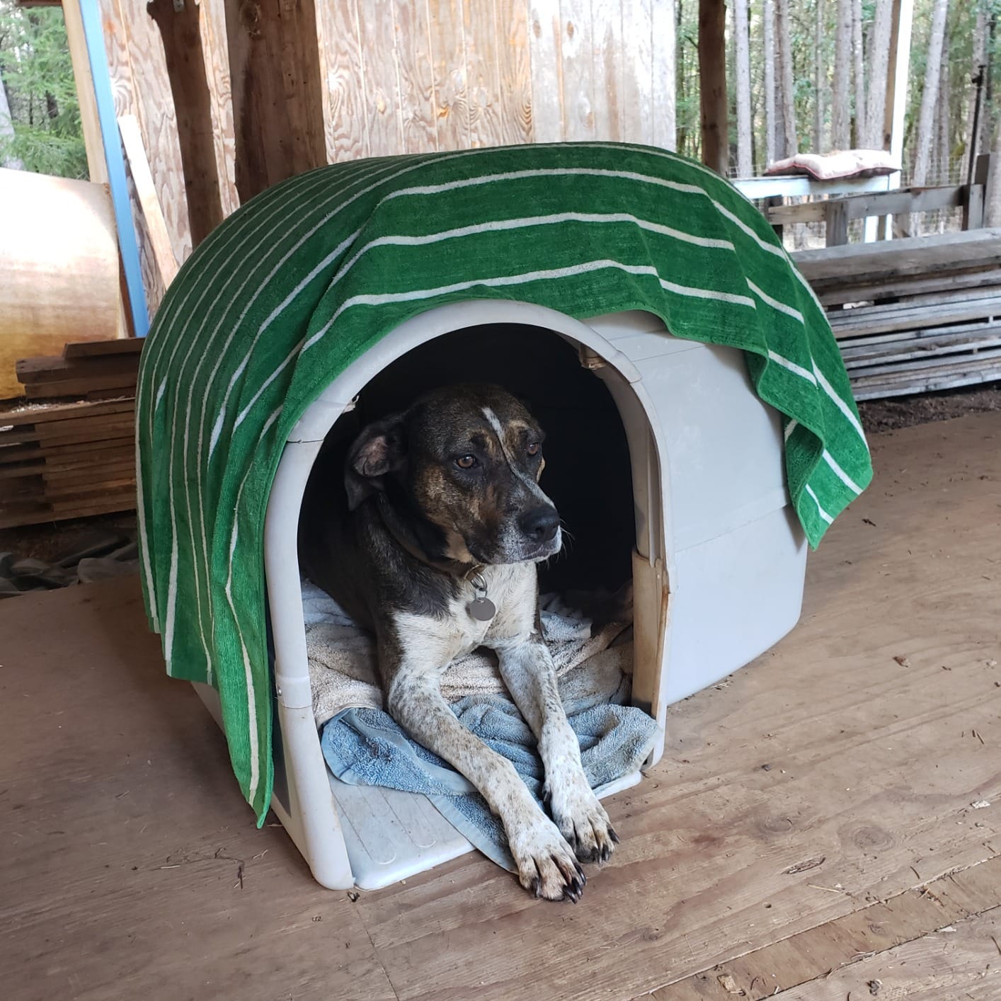 Petmate Husky Dog House for Dogs Up to 90 Pounds, Grey, Made in USA customer photo 2
