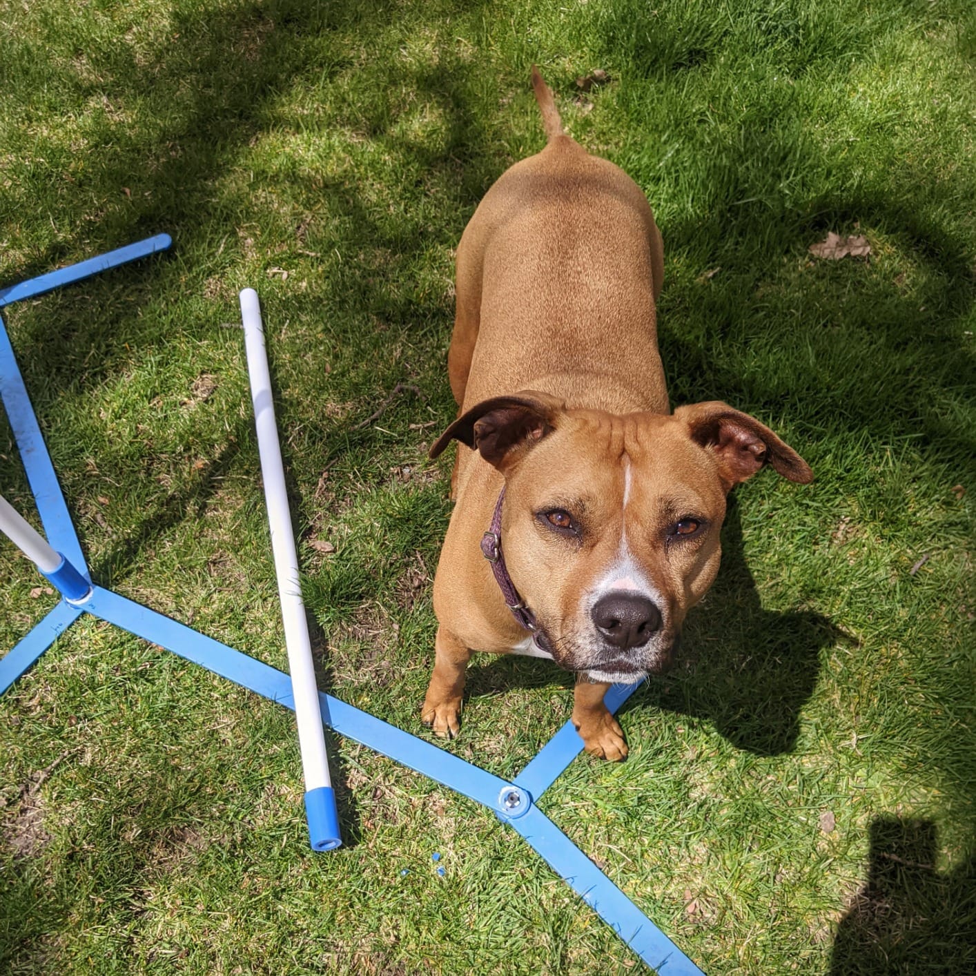 PawHut Dog Agility Training Equipment Set with Weave Poles Carry Bag White customer photo 2