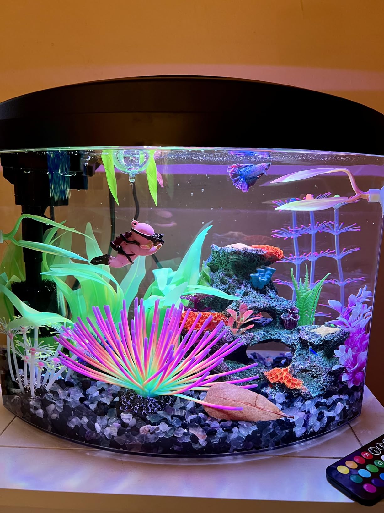 Aqueon LED MiniBow Small Aquarium Fish Tank Kit, Black, 2.5 Gallon customer photo 1