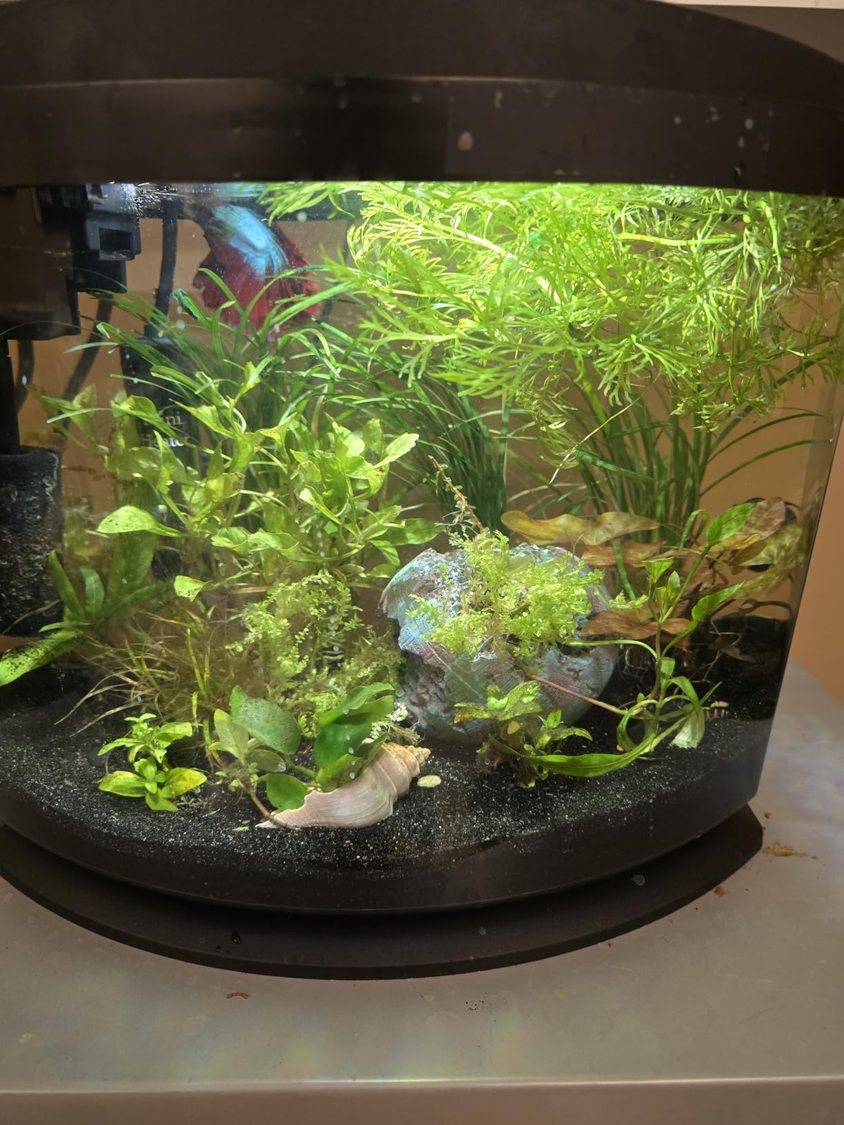 Aqueon LED MiniBow Small Aquarium Fish Tank Kit, Black, 2.5 Gallon customer photo 2
