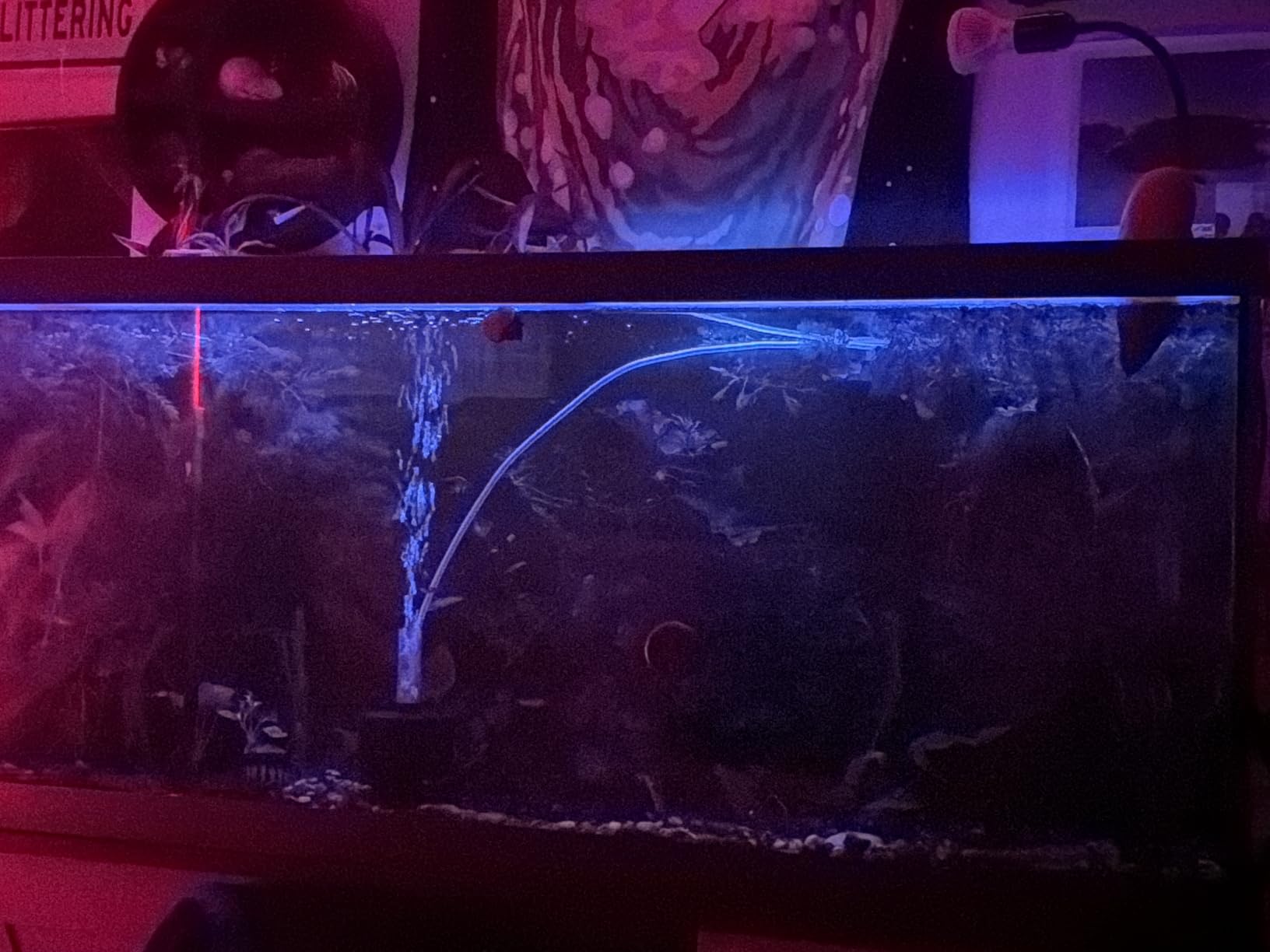 hygger Advanced LED Aquarium Light with Timer, 24/7 Lighting Cycle & DIY Mode, Full Spectrum Fish Tank Light for 48-54 in Freshwater Planted Tank customer photo 2